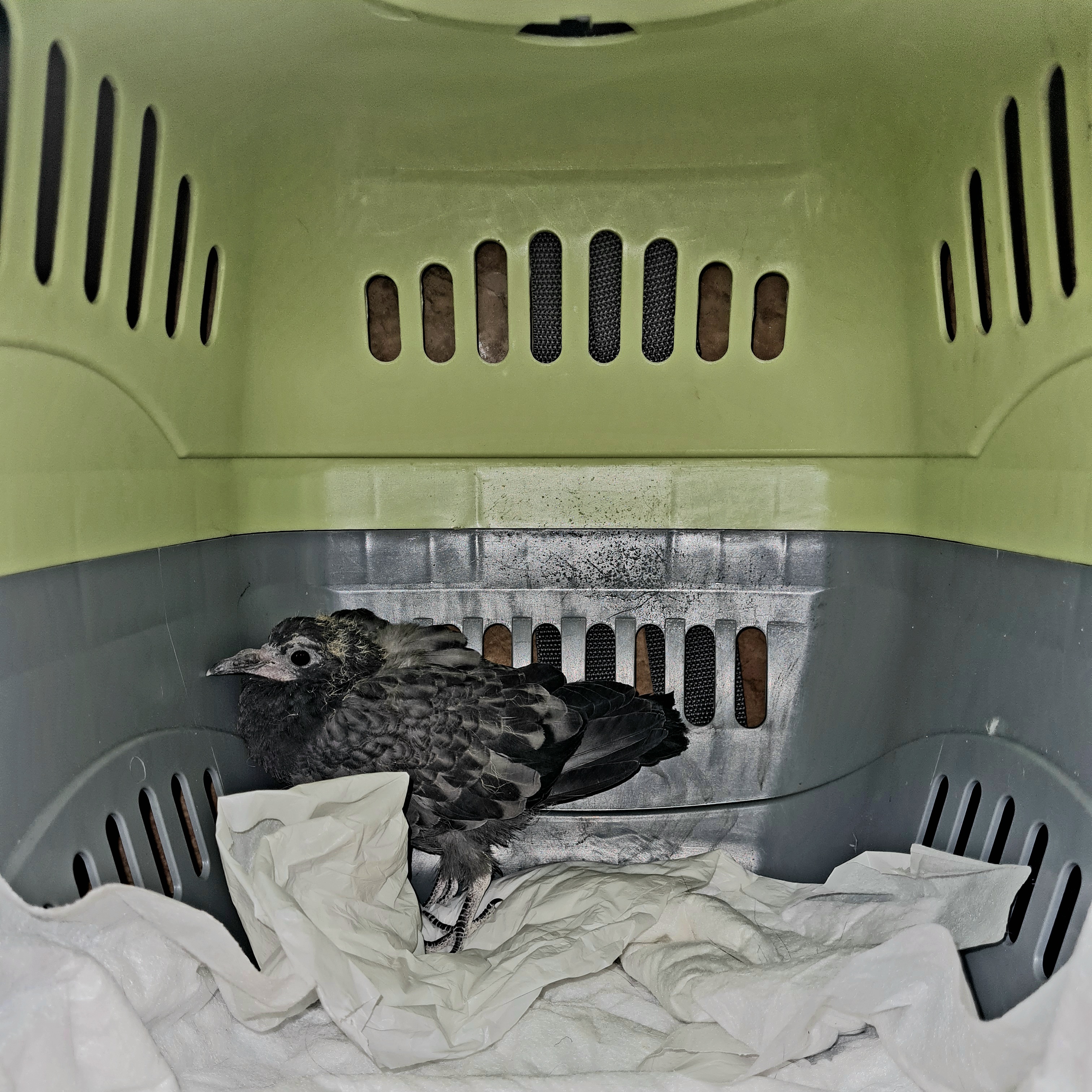 Дикая история: птенец голубя оказался в вентиляционной шахте и был спасен