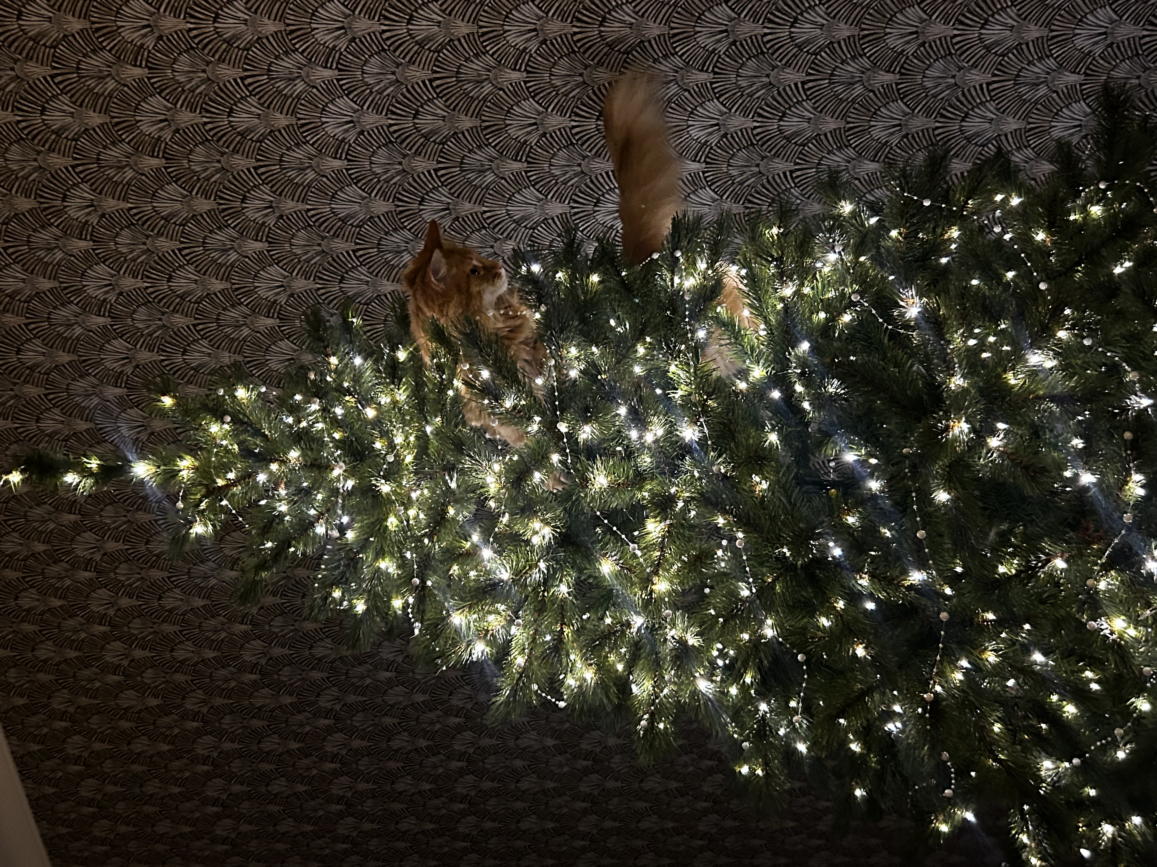 Фото питомца: рыжая кошка залезла на елку