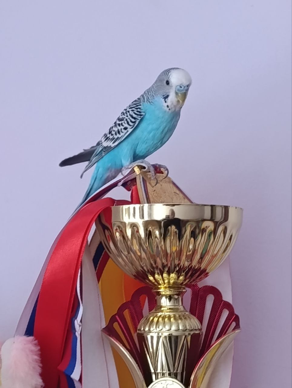 Фото питомца: попугай Валера изучает достижения своей маленькой хозяйки