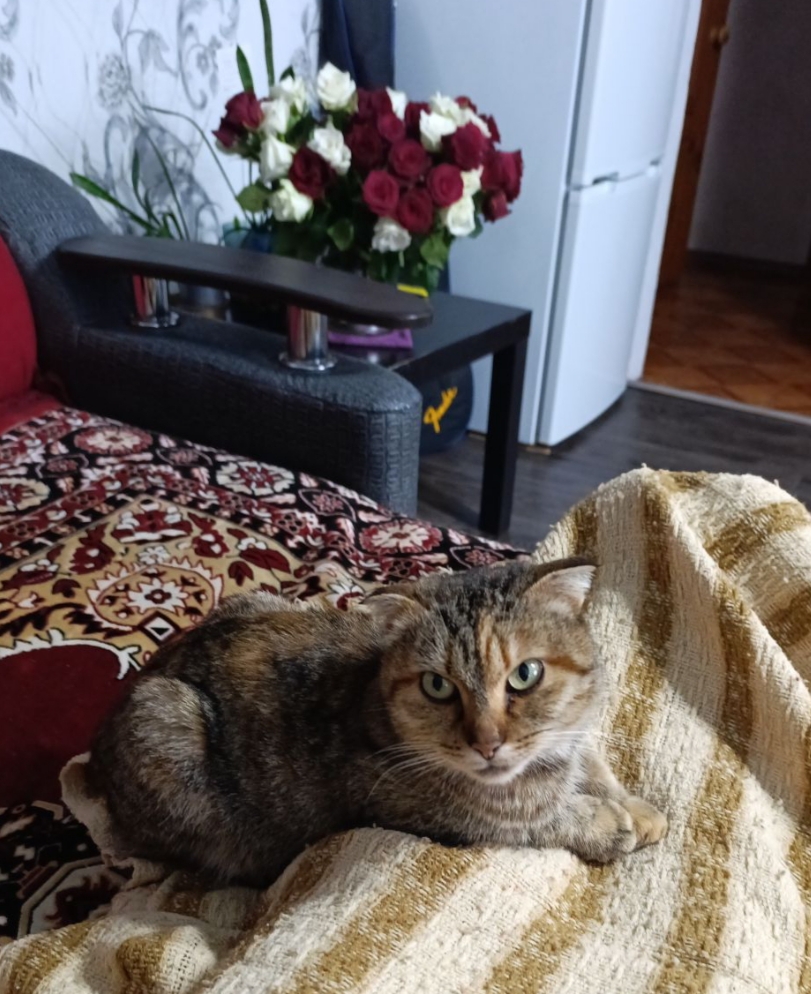 Я нашла кошку в нашем сарае, забрала ее к своей банде и теперь придумываю ей кличку