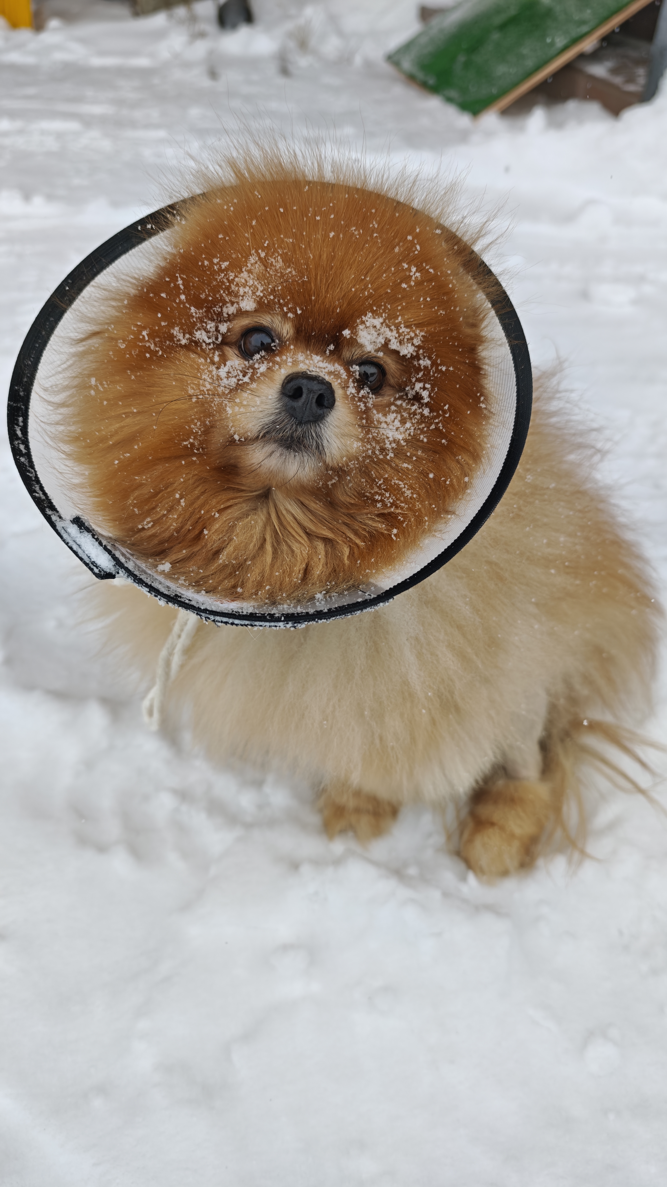 Фото питомца: шпиц Марсель осваивает профессию тракториста