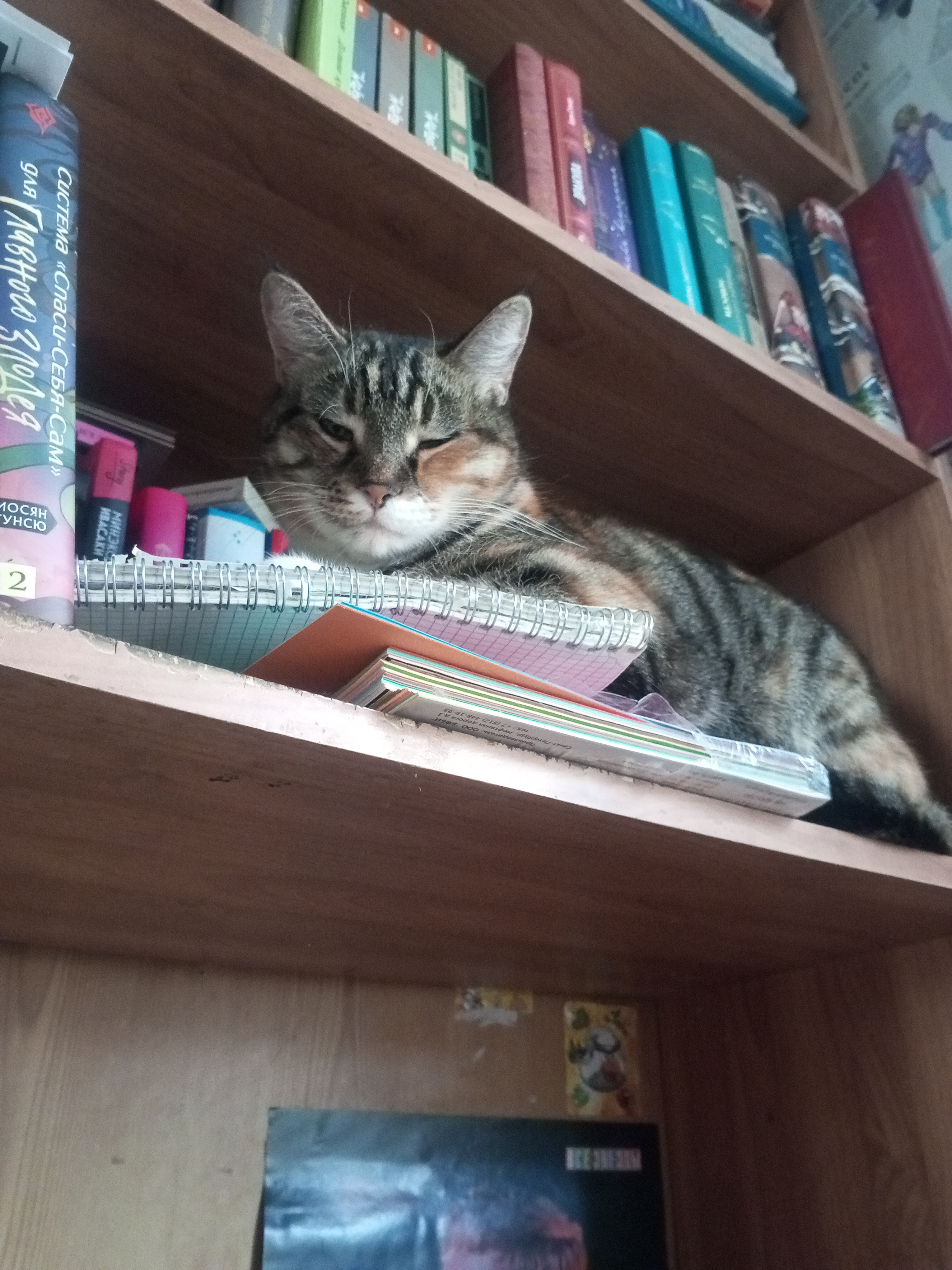 Фото питомца: кошка Кафедра и спит, и бдит за мной