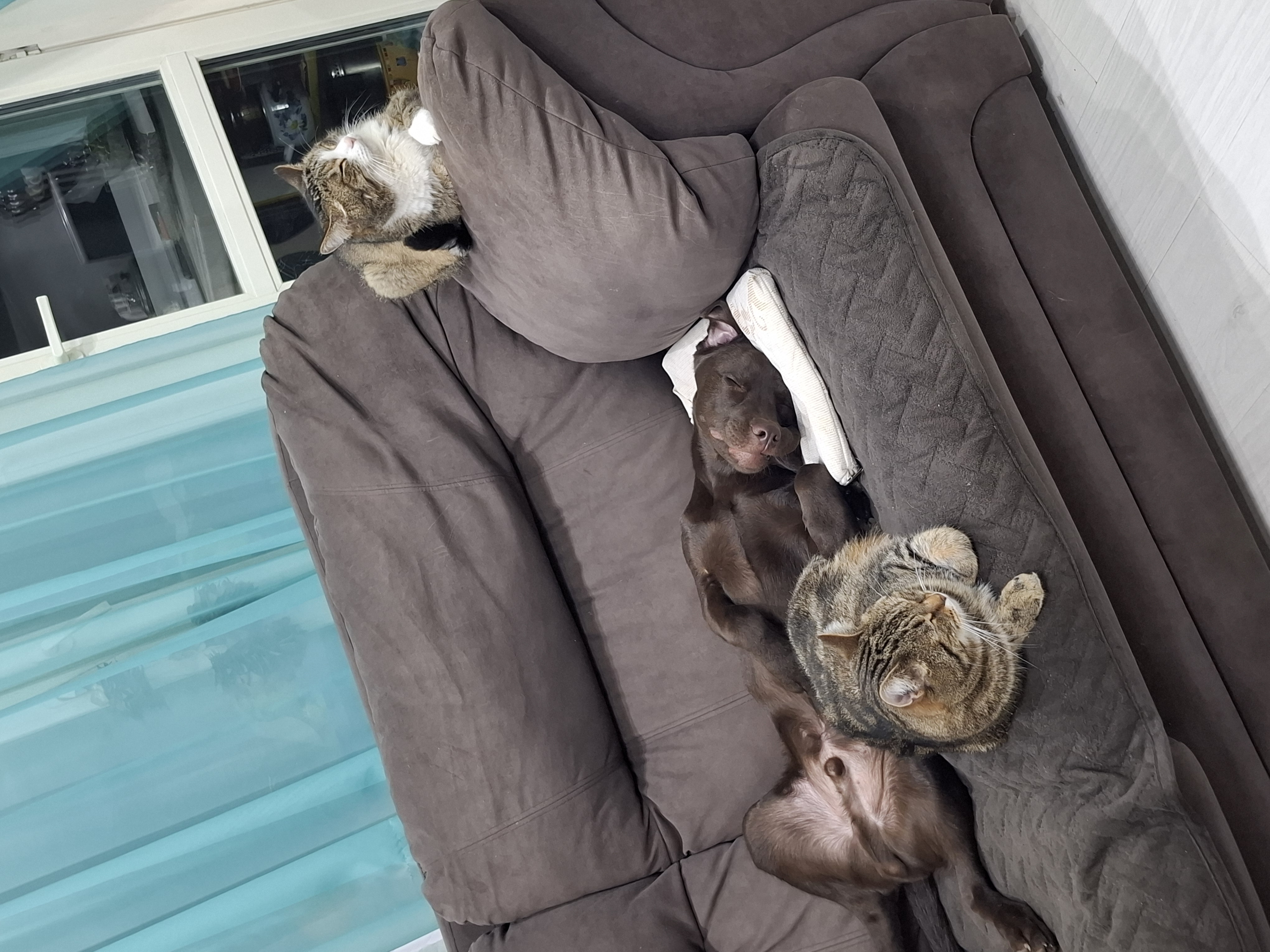 Фото питомцев: лабрадор Талисман и коты Василий и Сэм дружно отдыхают