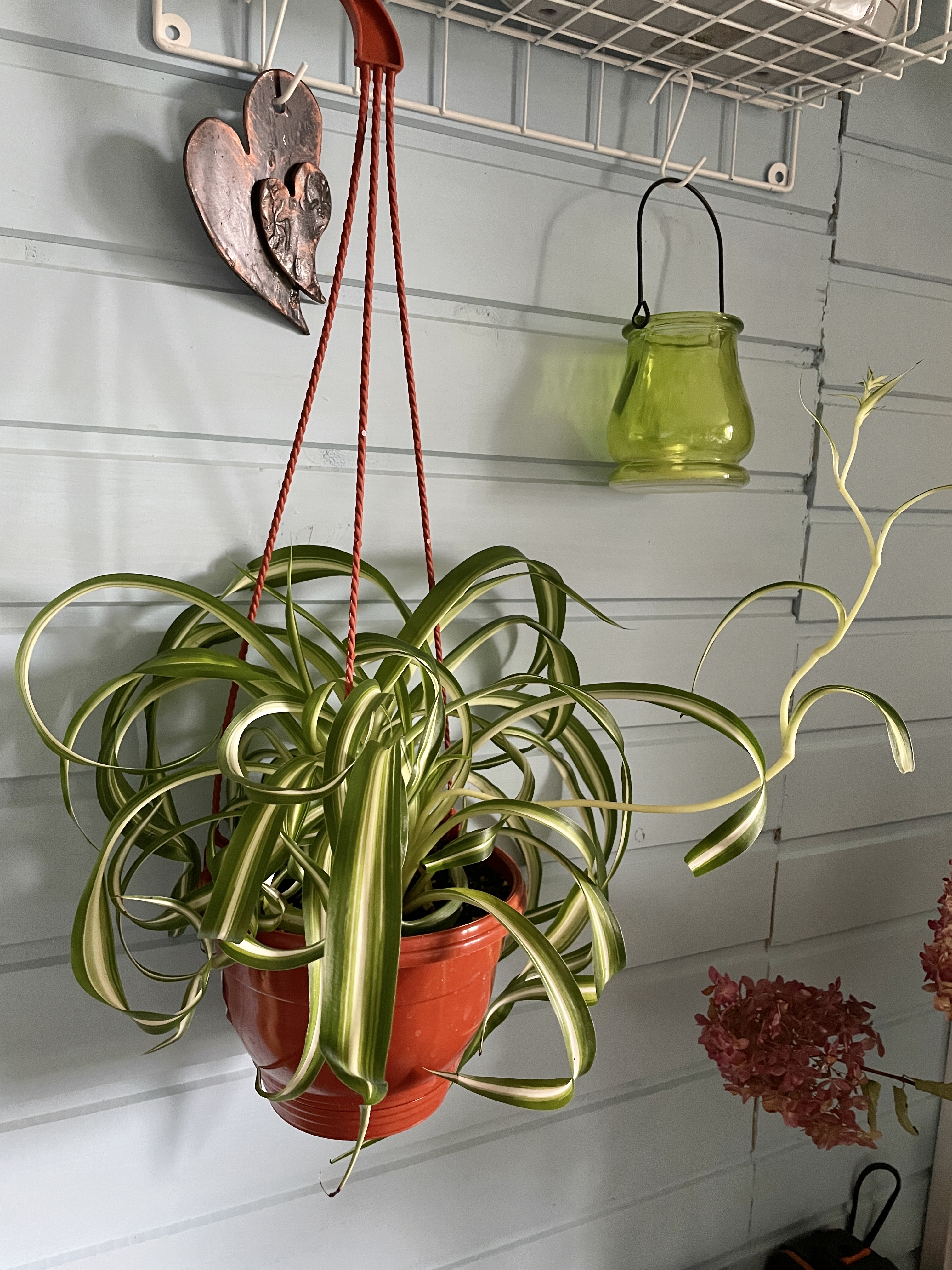 Как я обзавелась новым цветком — хлорофитумом кудрявым