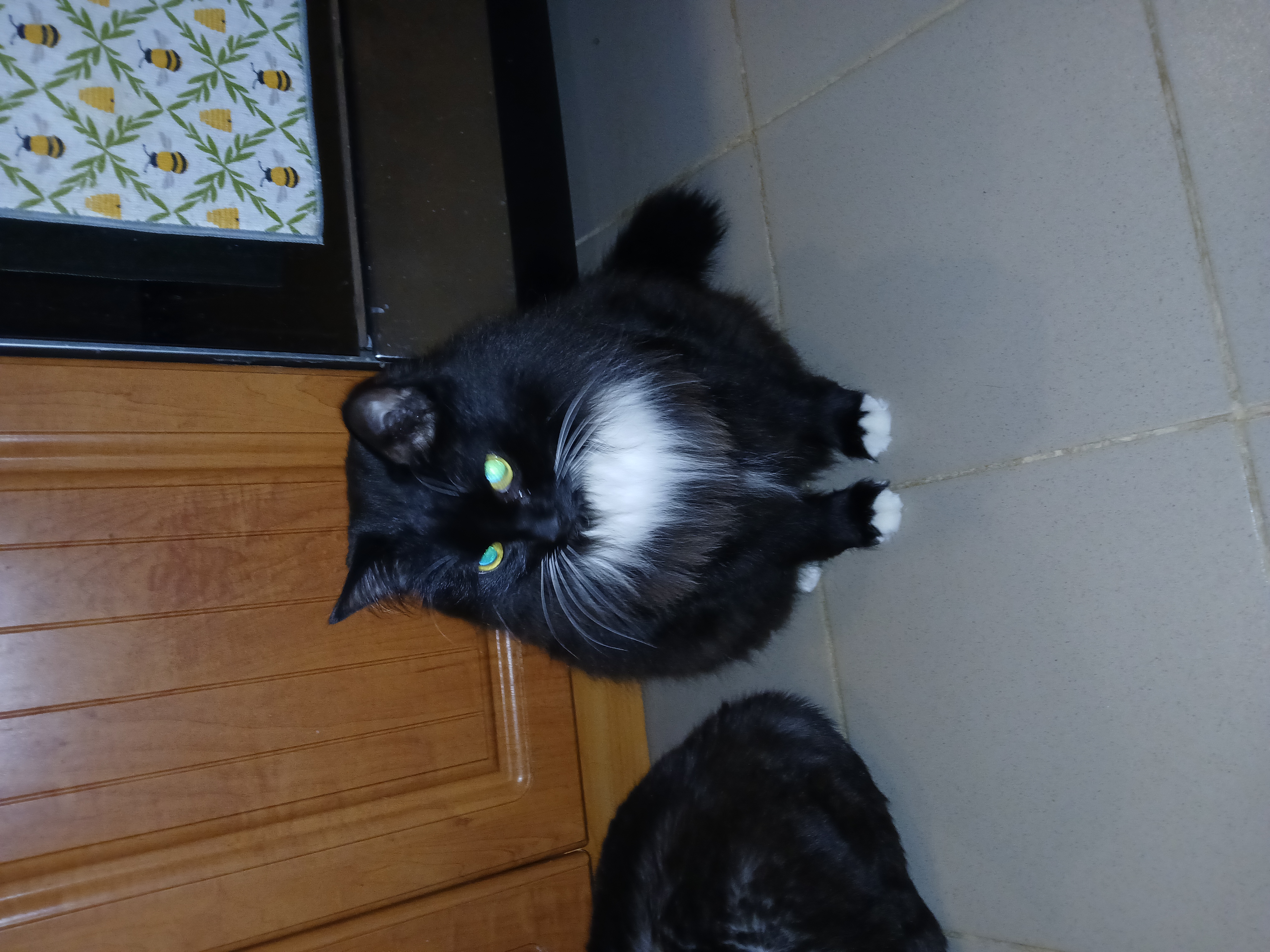 Фото питомца: кот Филя с красивой манишкой