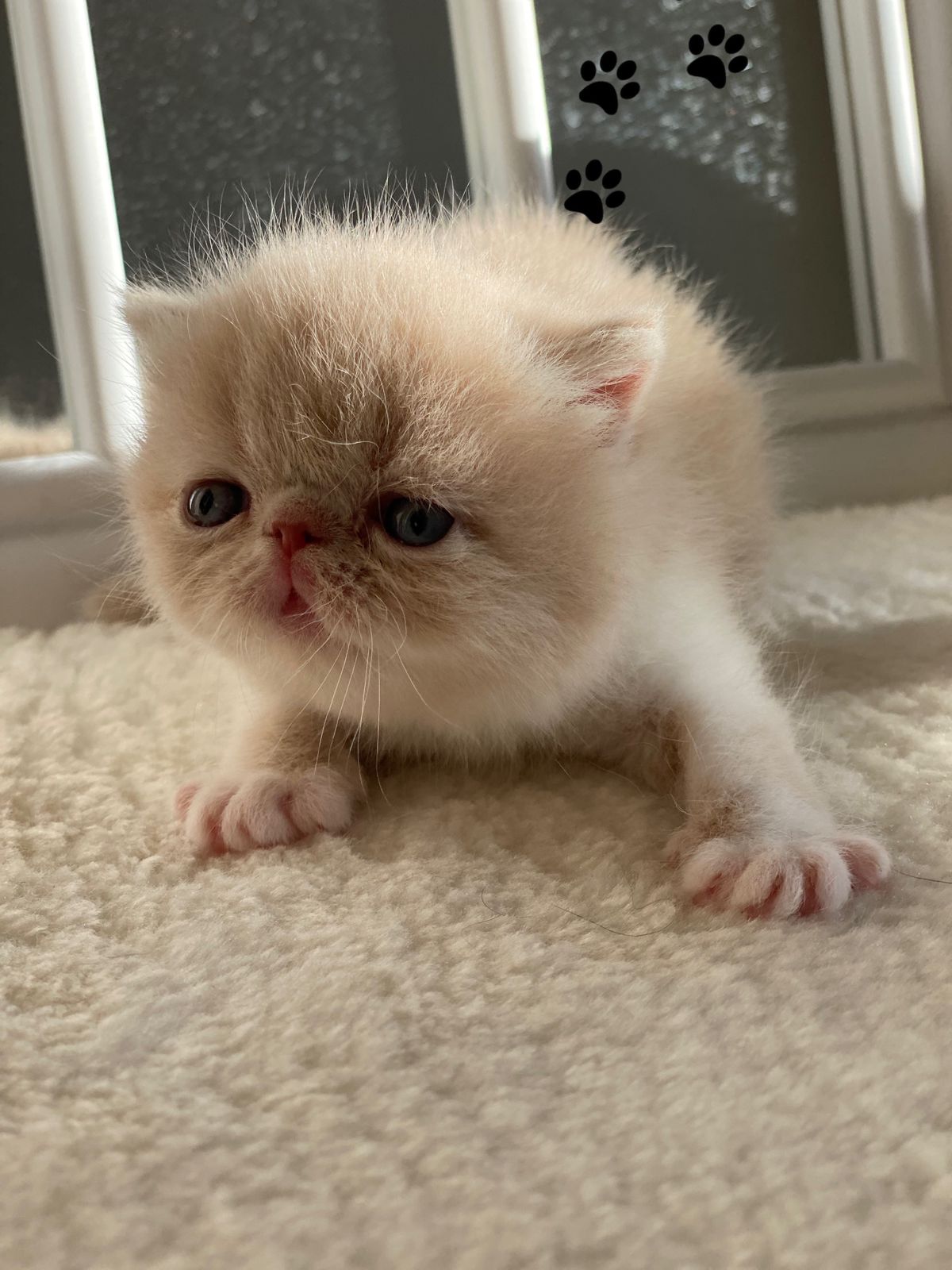 До и после: кот Этьен Карлович до приезда в наш дом и сейчас