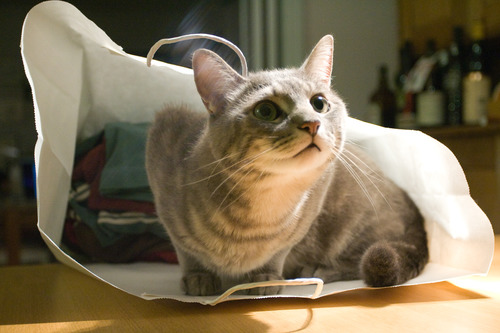 Как я снимаю уже третью квартиру, будучи владельцем кошки