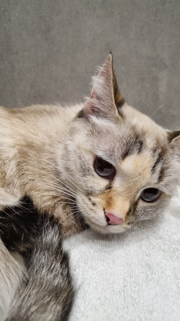 Мы нашли кошку Мишу в подъезде, и теперь она живет с нашей второй кошкой