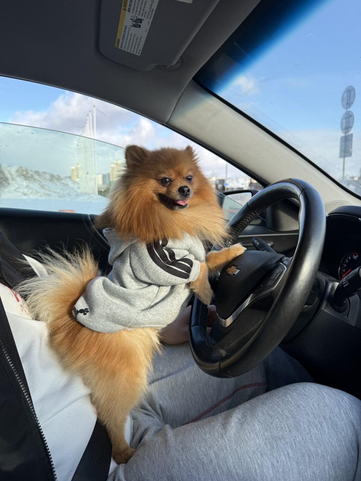 Фото питомца: шпиц Вениамин за рулем машины