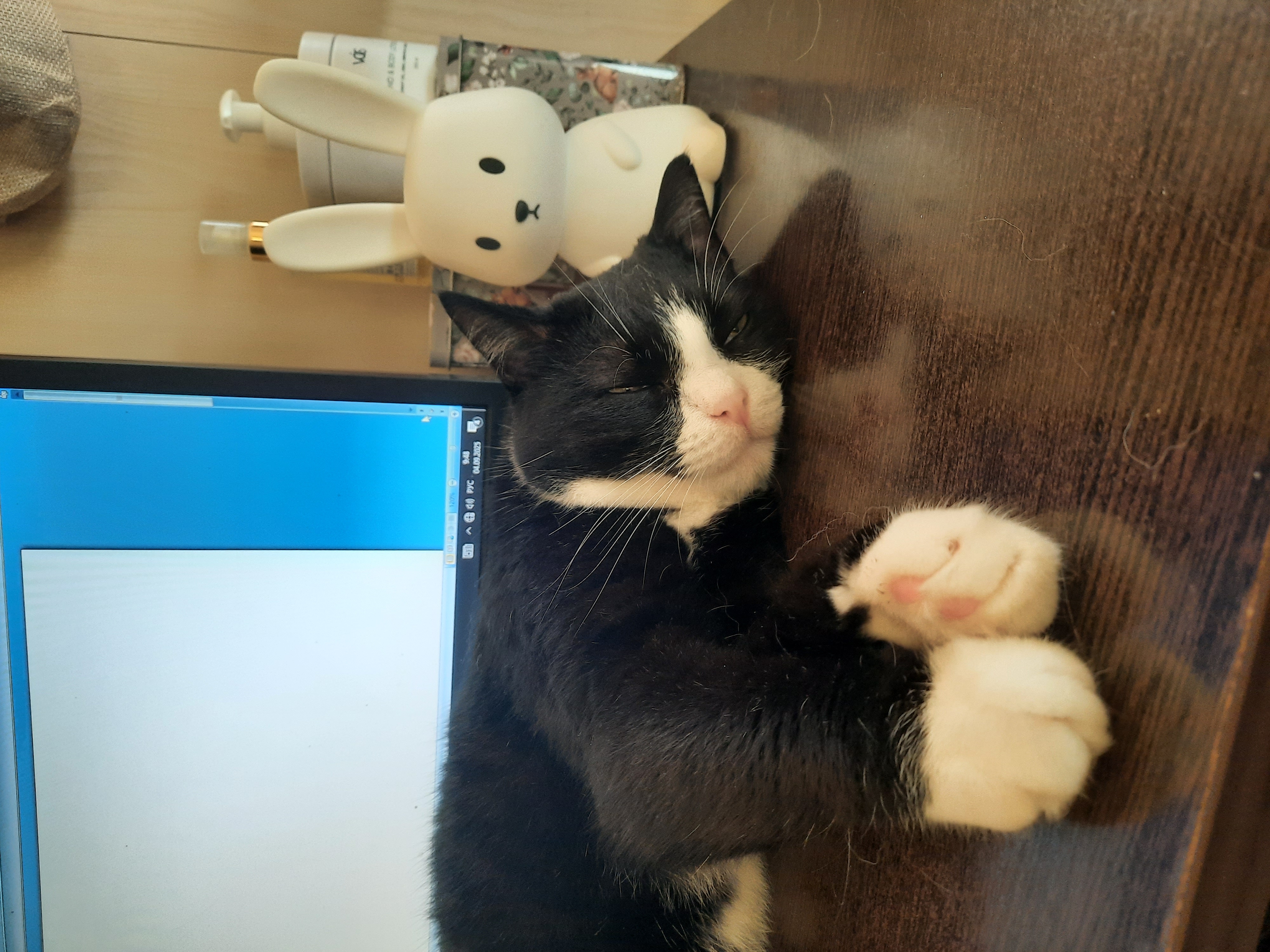 Фото питомца: кот Саймон контролирует работу