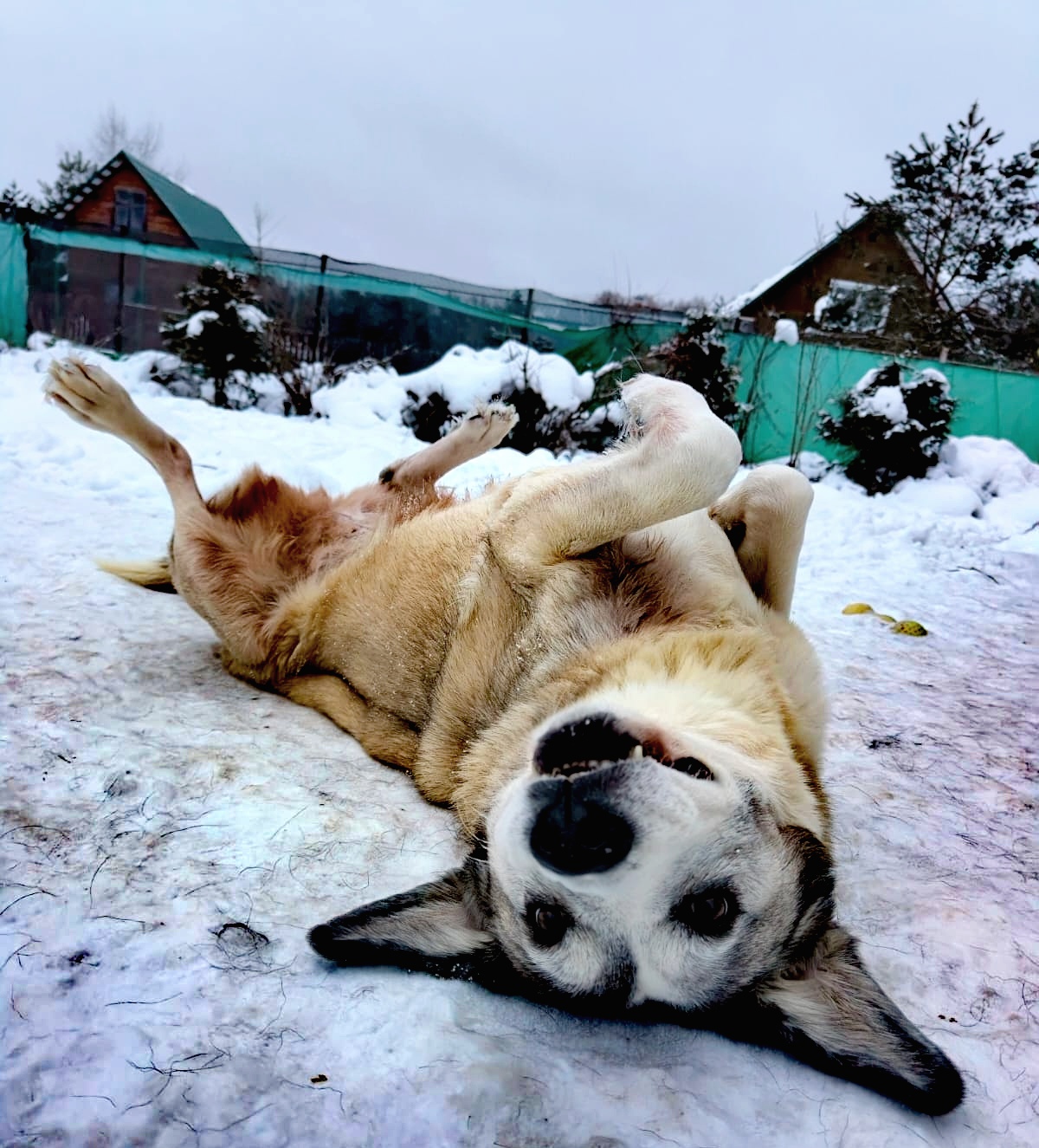 Фото питомца: алабай Гера во всей красе