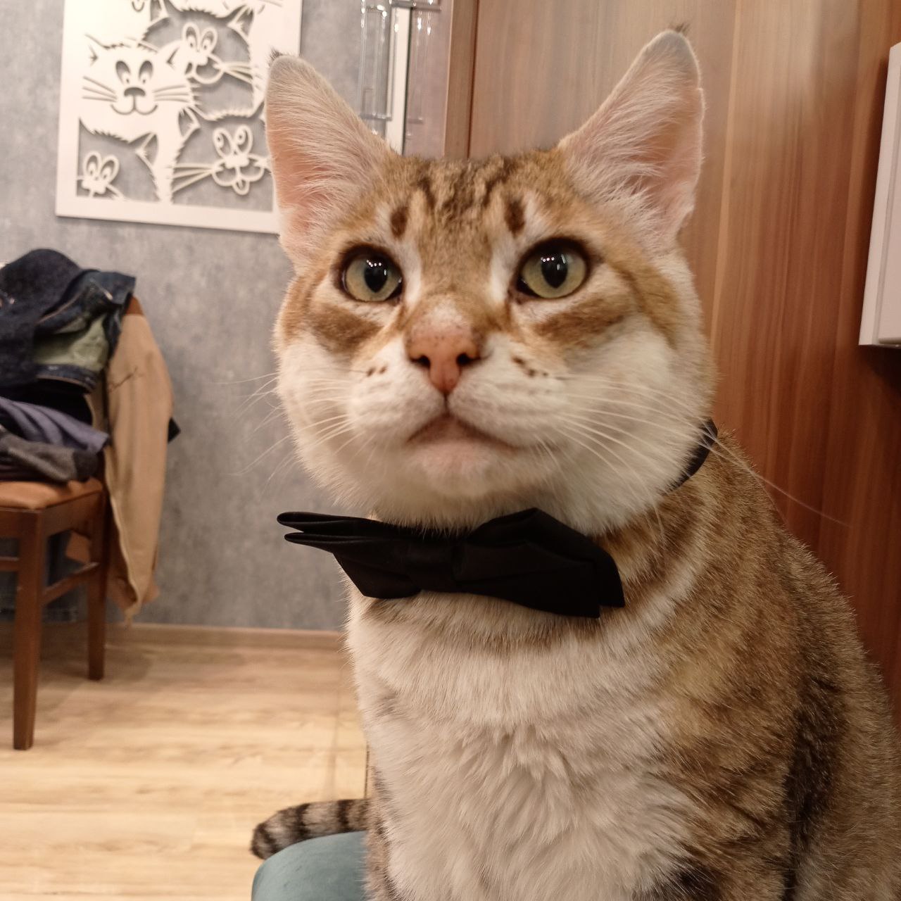 Фото питомца: кот Рысик примеряет бабочку