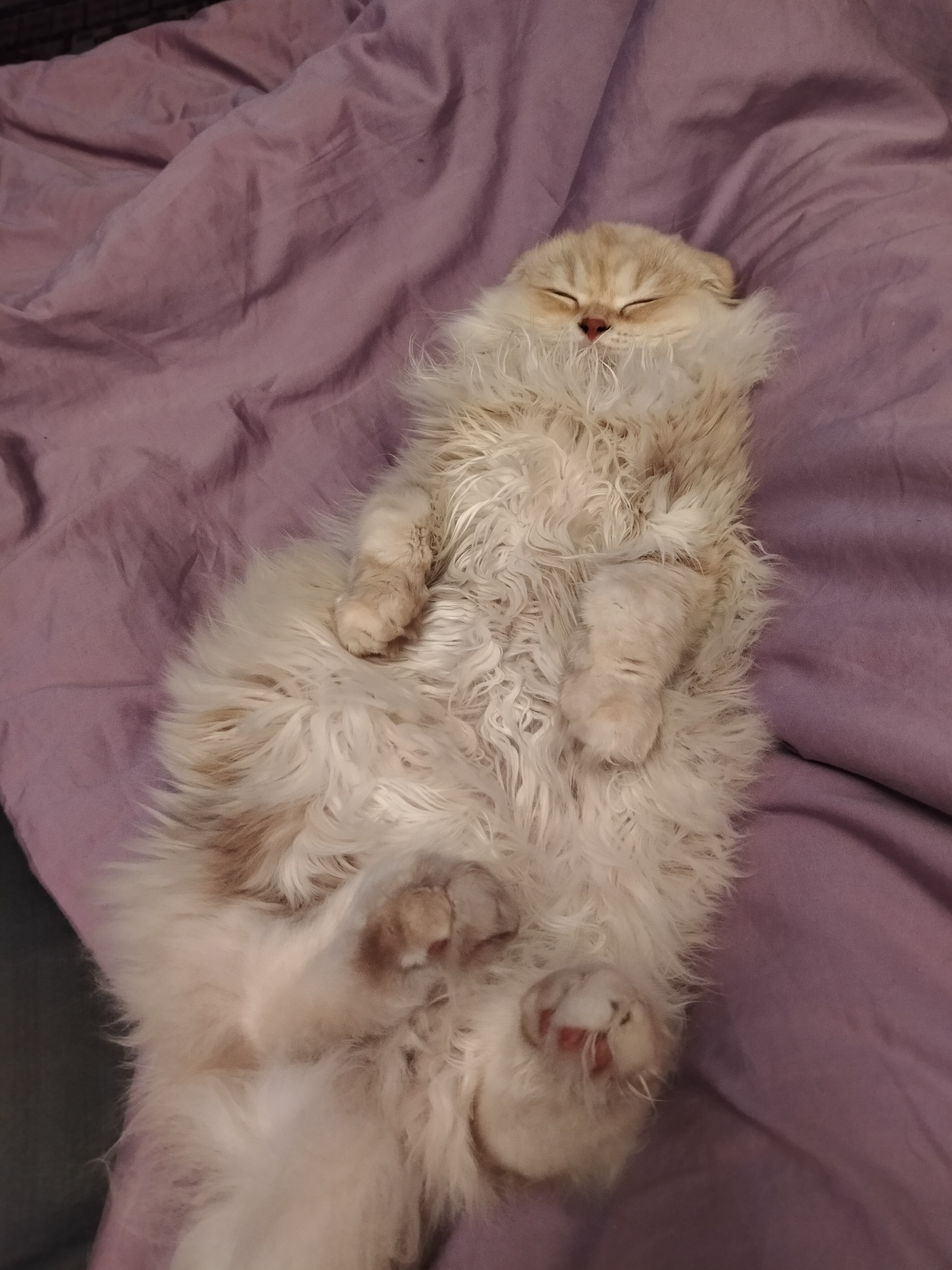 Фото питомца: кошка Василиса отдыхает