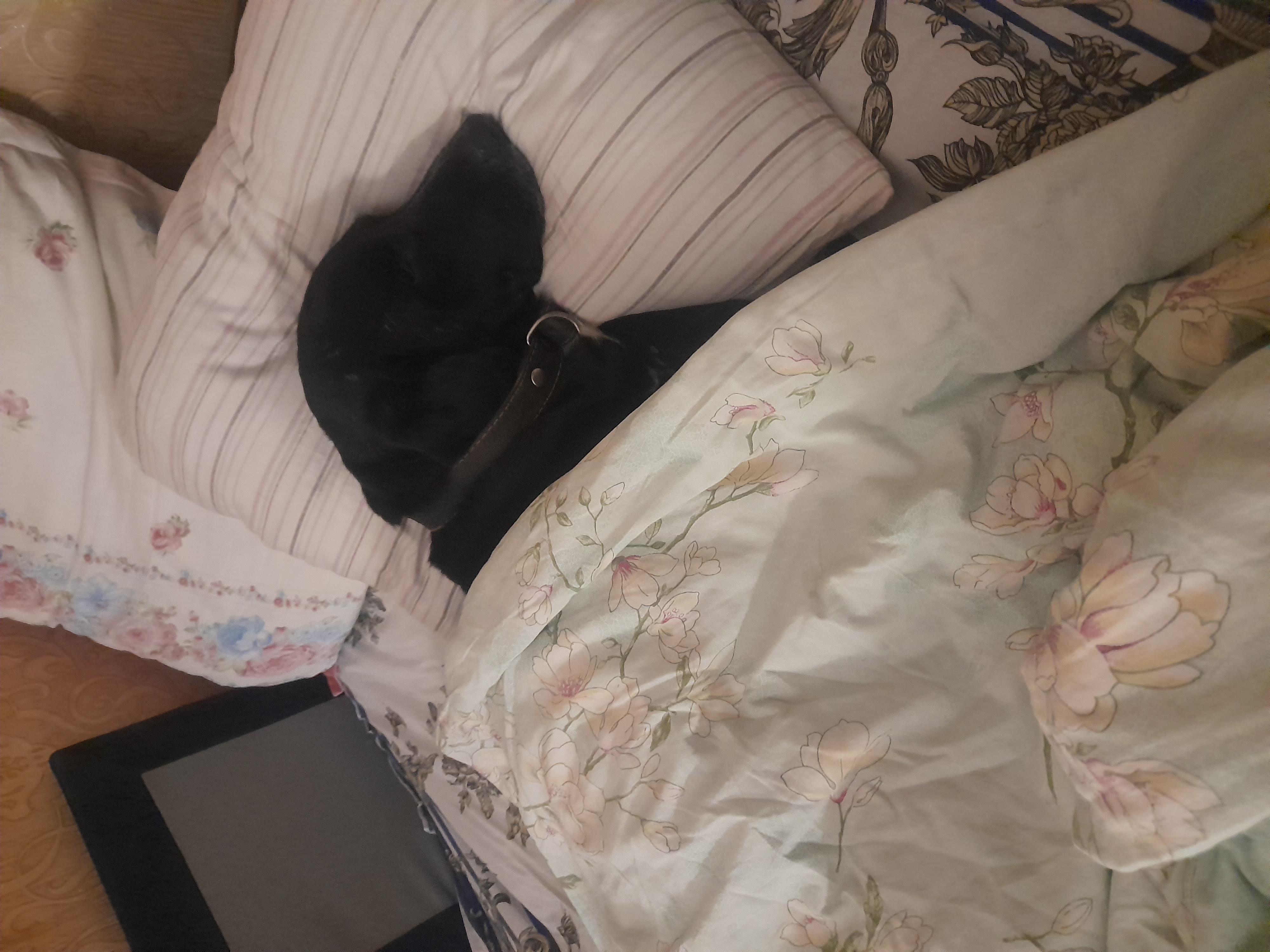 Фото питомца: пес Грей утомился