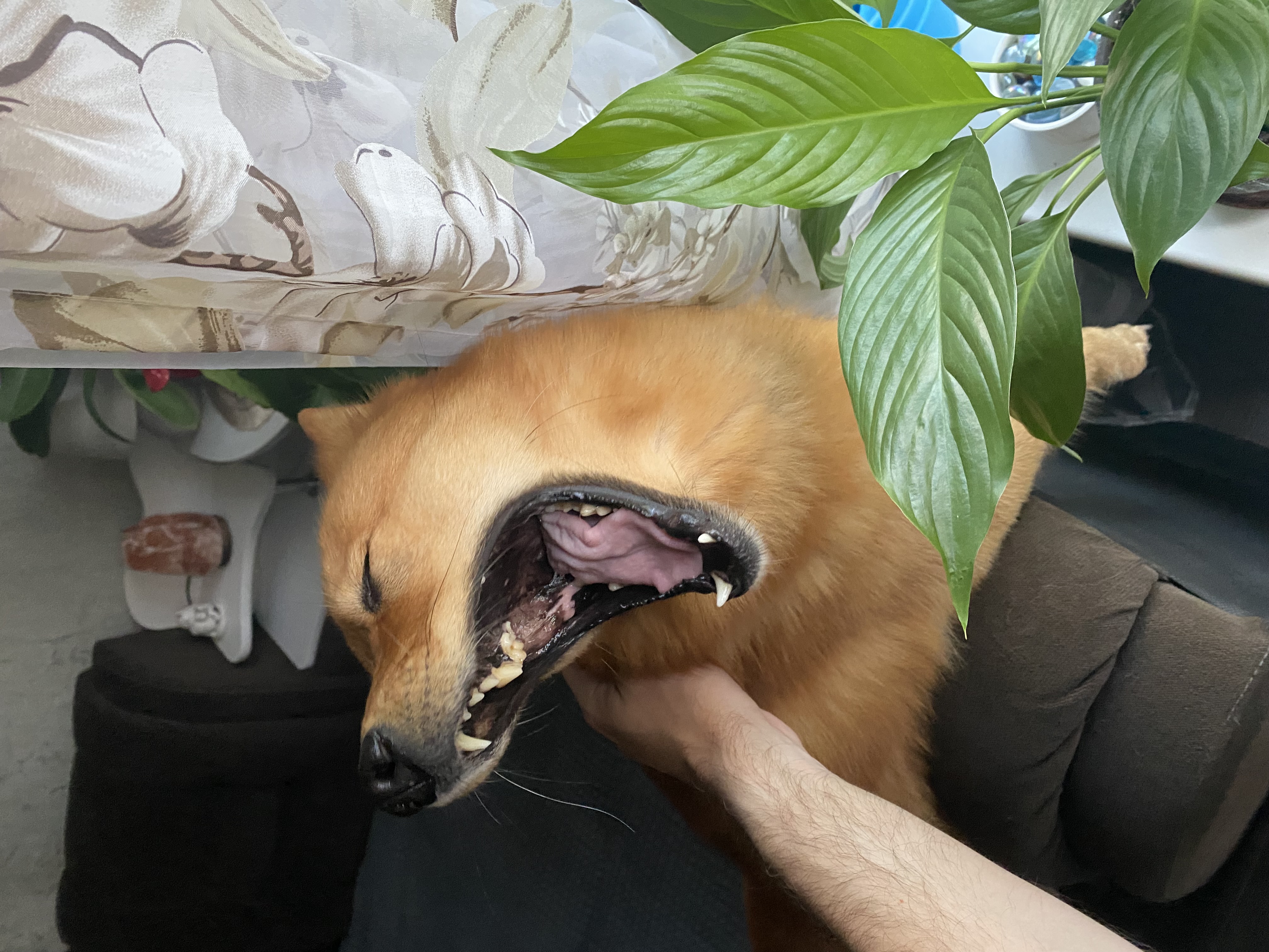 Фото питомца: карело-финская лайка Амур зевает