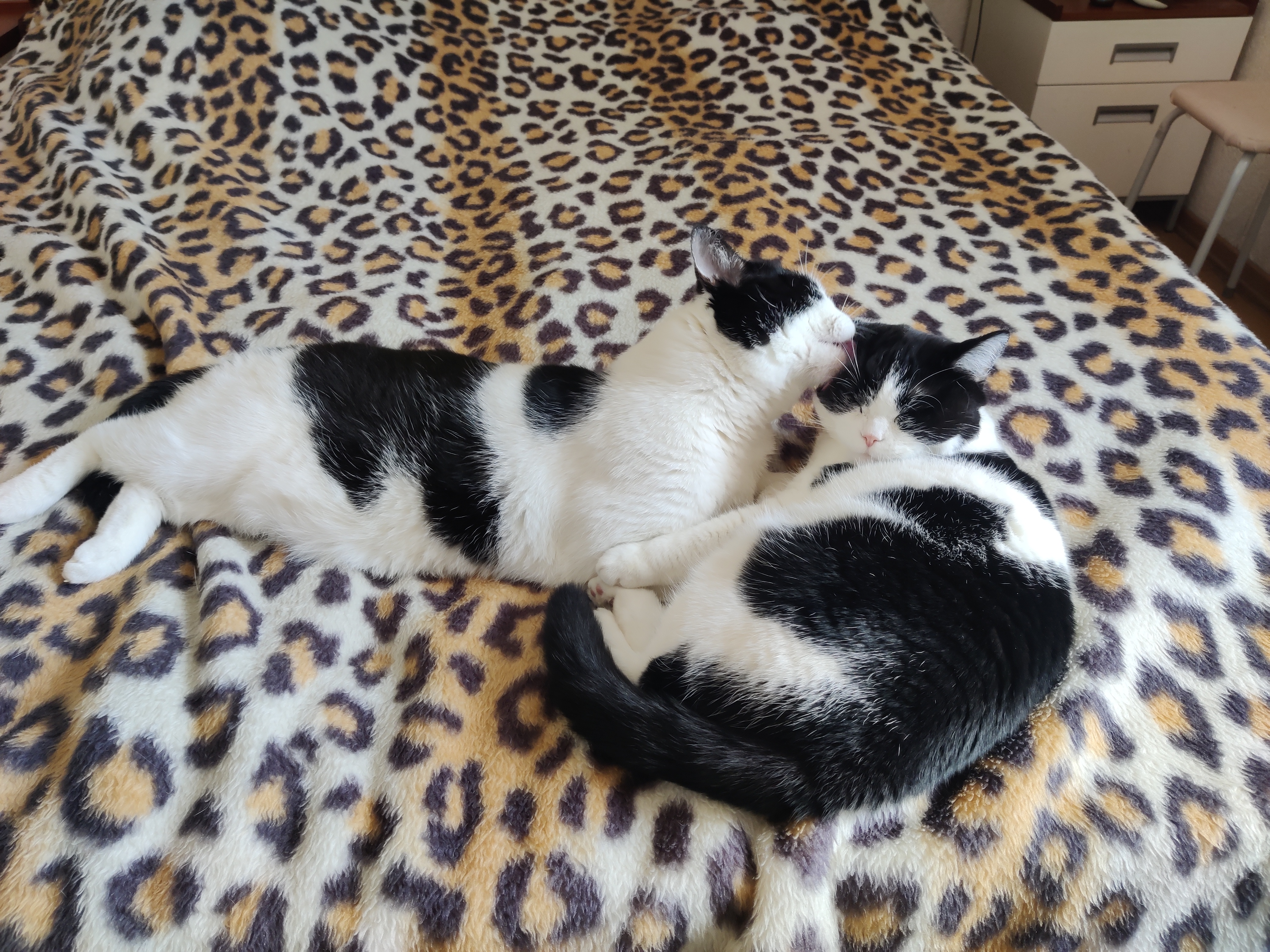 Фото питомцев: кот Леня и кошка Лиза отдыхают