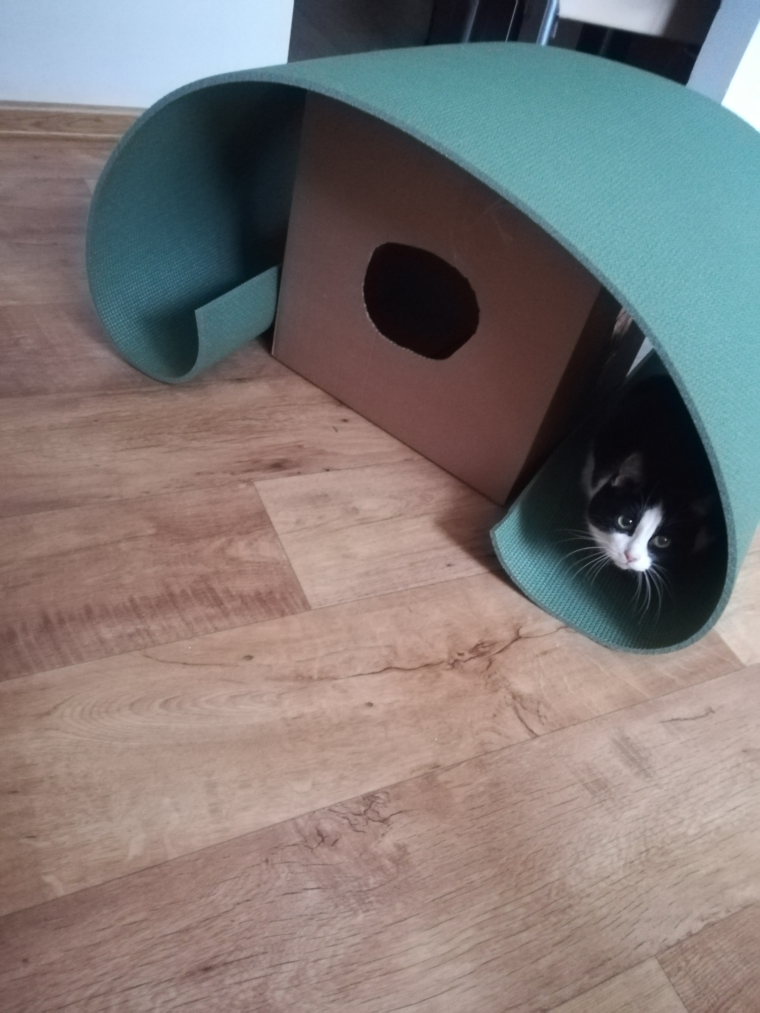 Фото питомца: кошка Шанечка сидит под крышей дома своего