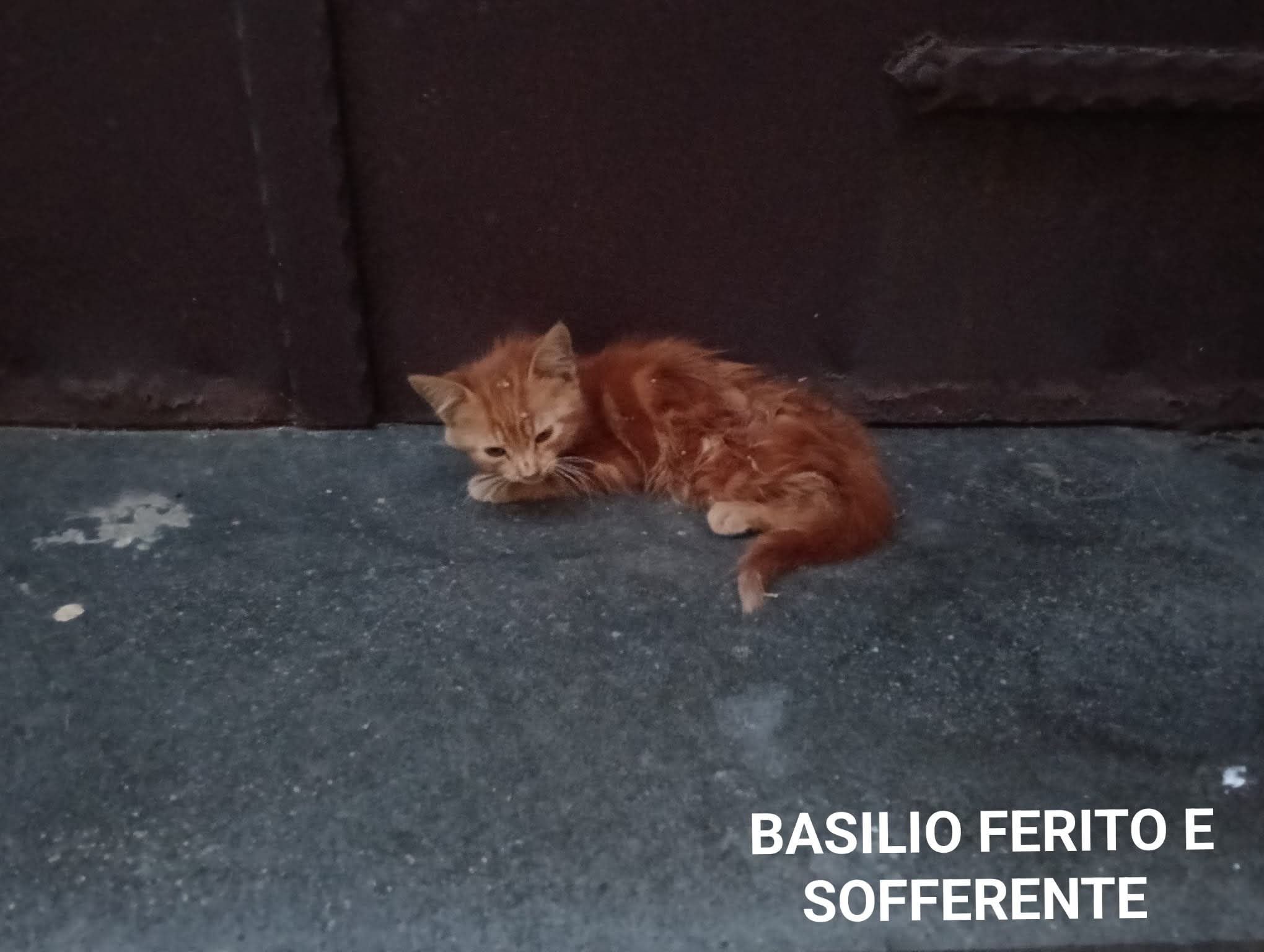 Я спасла котенка Базилио с улицы, и он отблагодарил меня