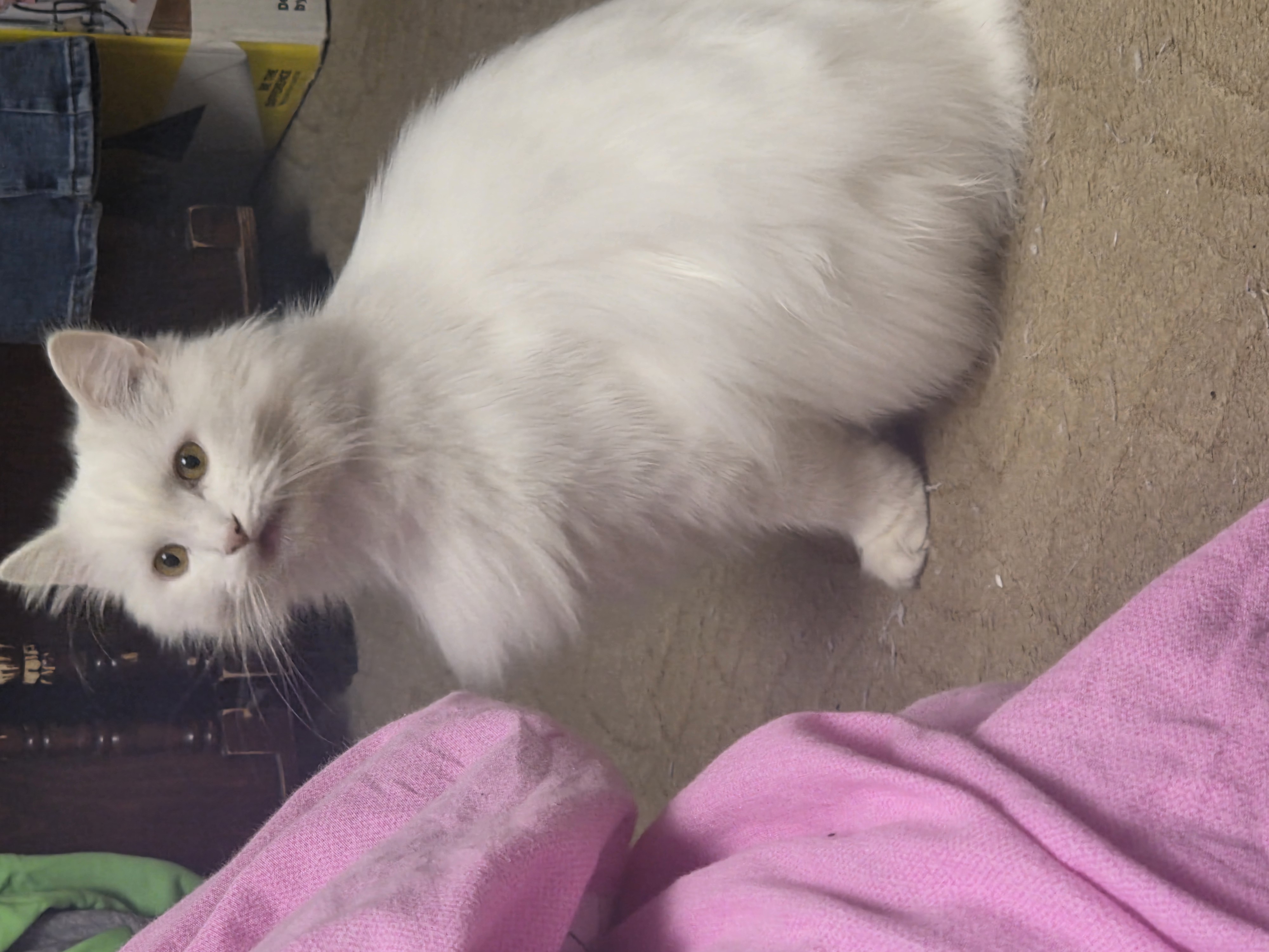 Фото питомца: кот Лаки занял стратегическую позу у шкафа