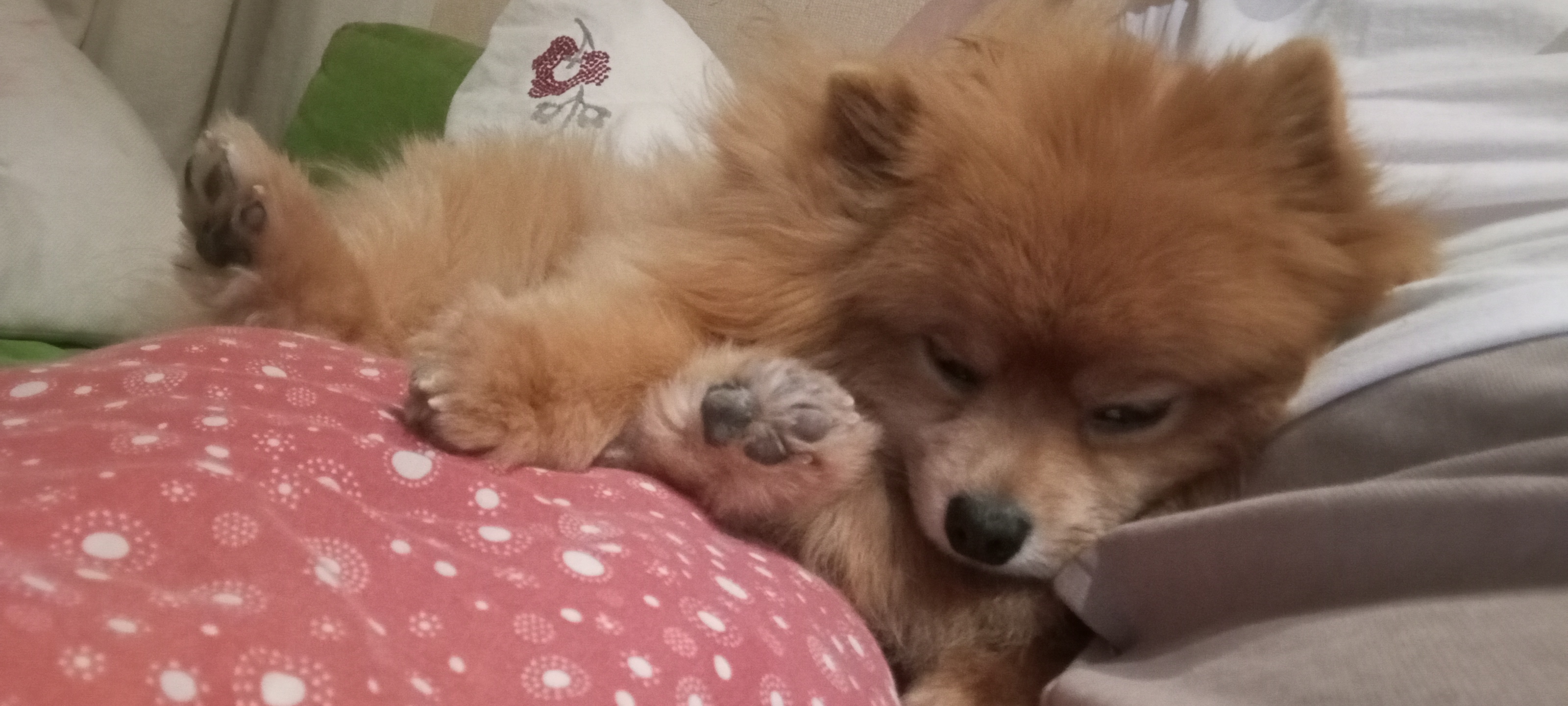 Фото питомца: шпиц Лисик лежит на подушках