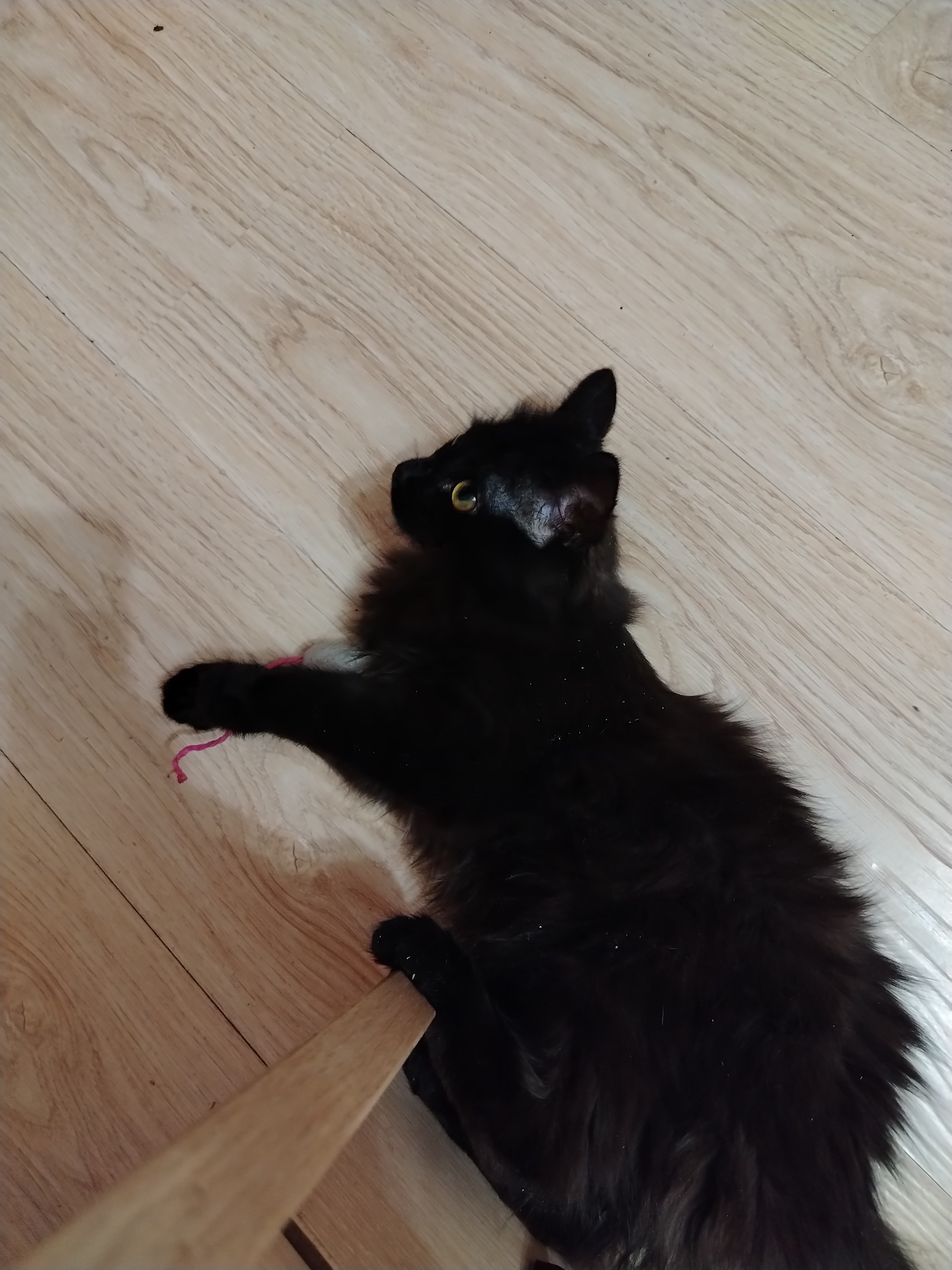 Фото питомца: кошка Клео — маленькая любительница мышей