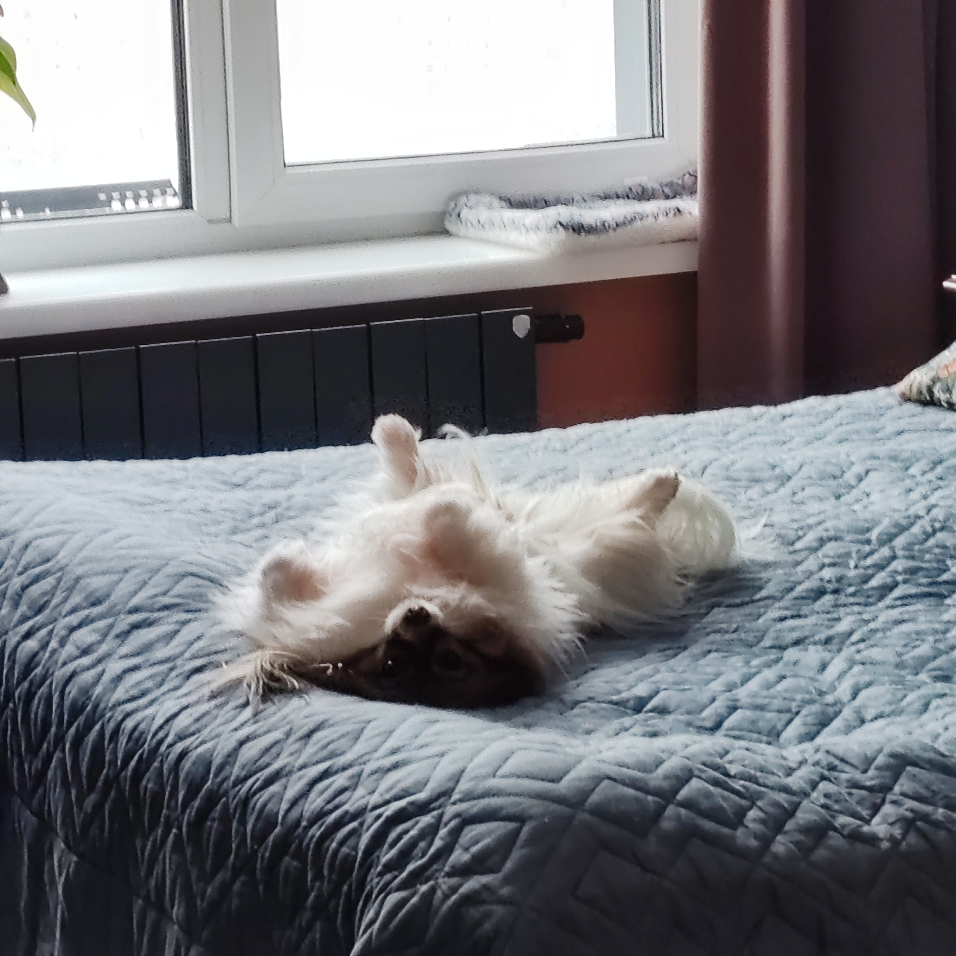 Фото питомца: собака Шарлотта развалилась на кровати