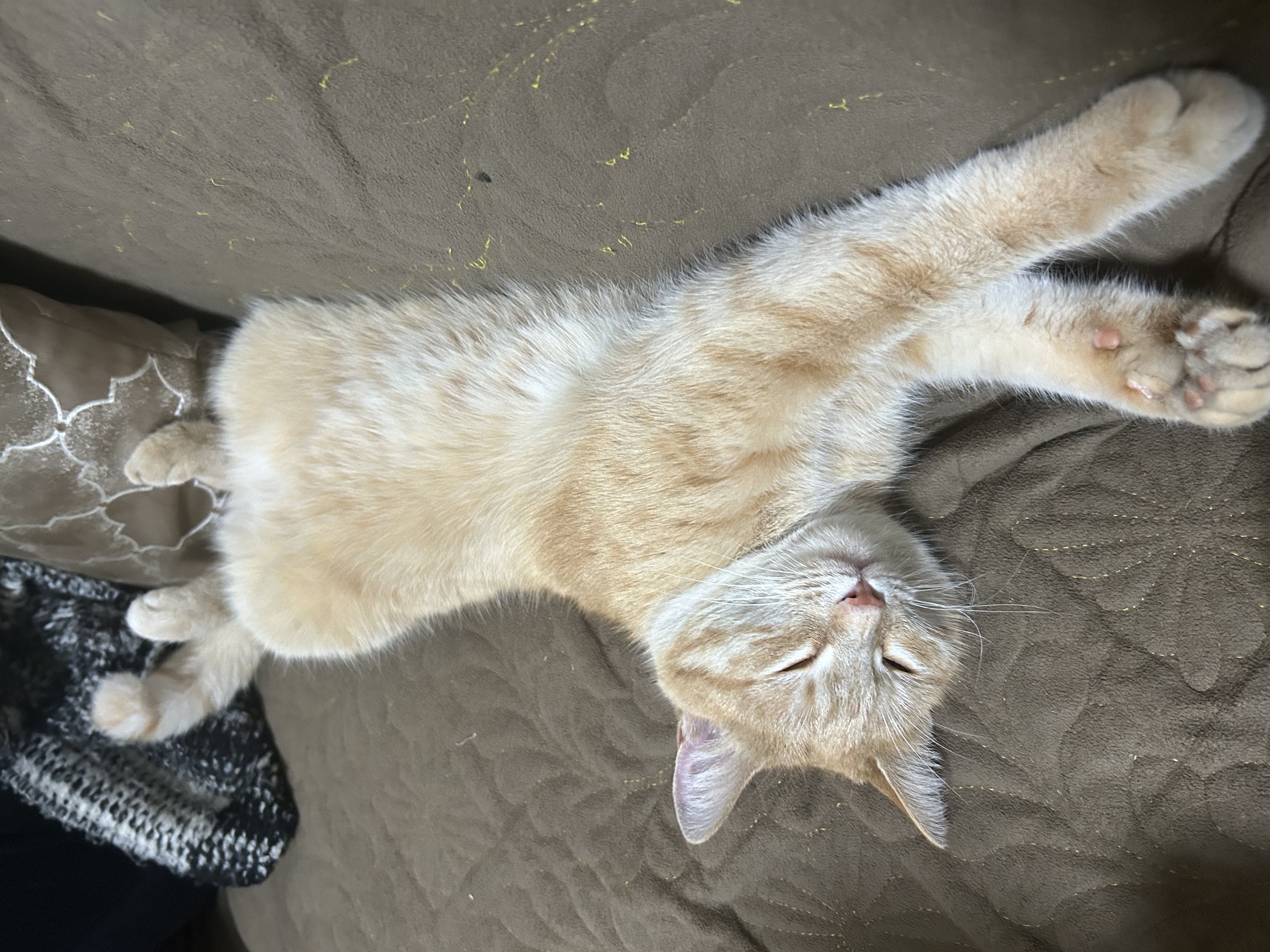 Фото питомца: как положешь кошку Мурку, так и уснет