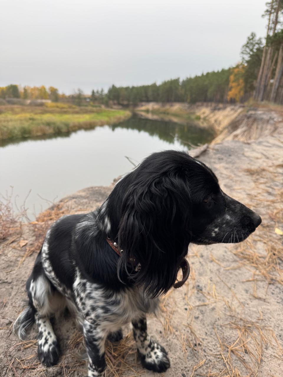 Фото питомца: спаниель Зира отдыхает на берегу реки