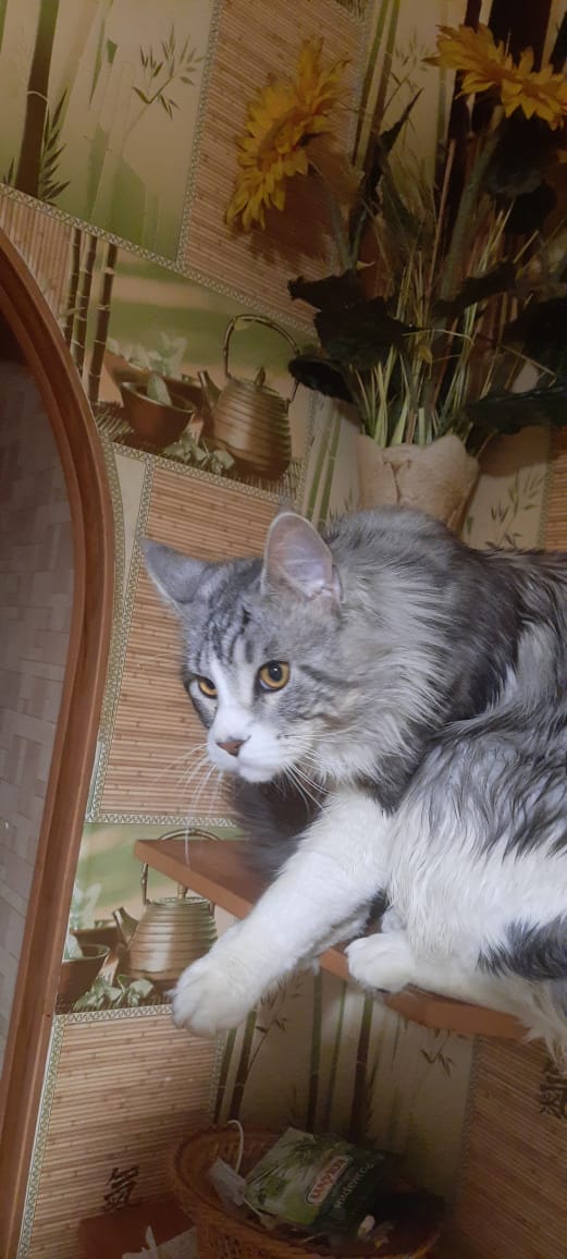 Фото питомца: кот Локи на посту