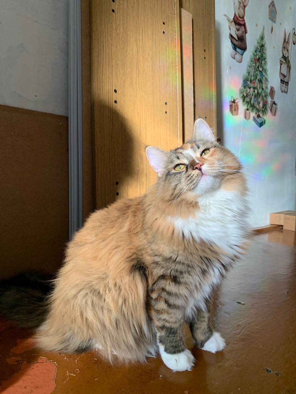 Фото питомца: кошка Масяня радуется солнышку