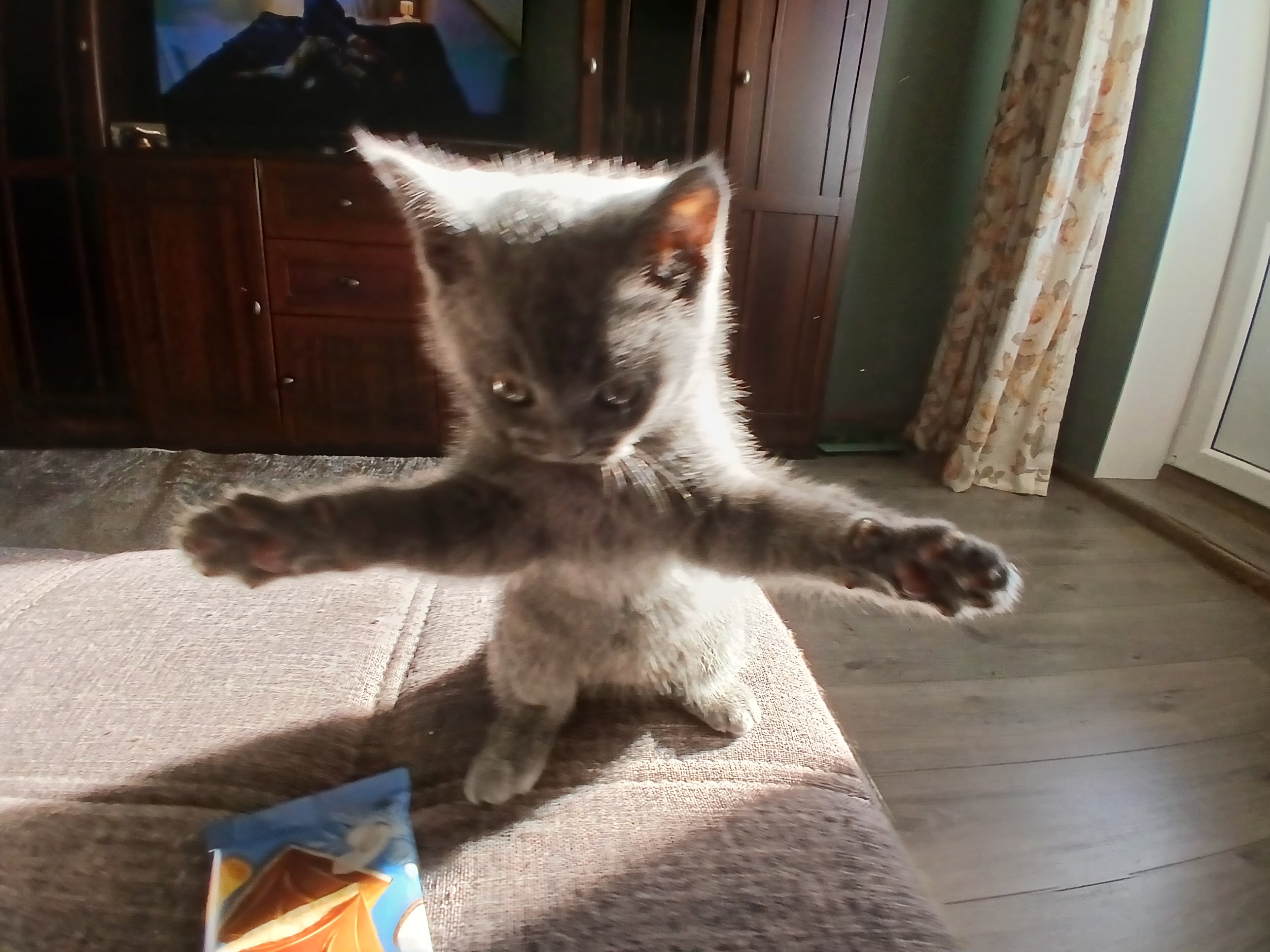 Фото питомца: котенок Мята пытается объять необъятное