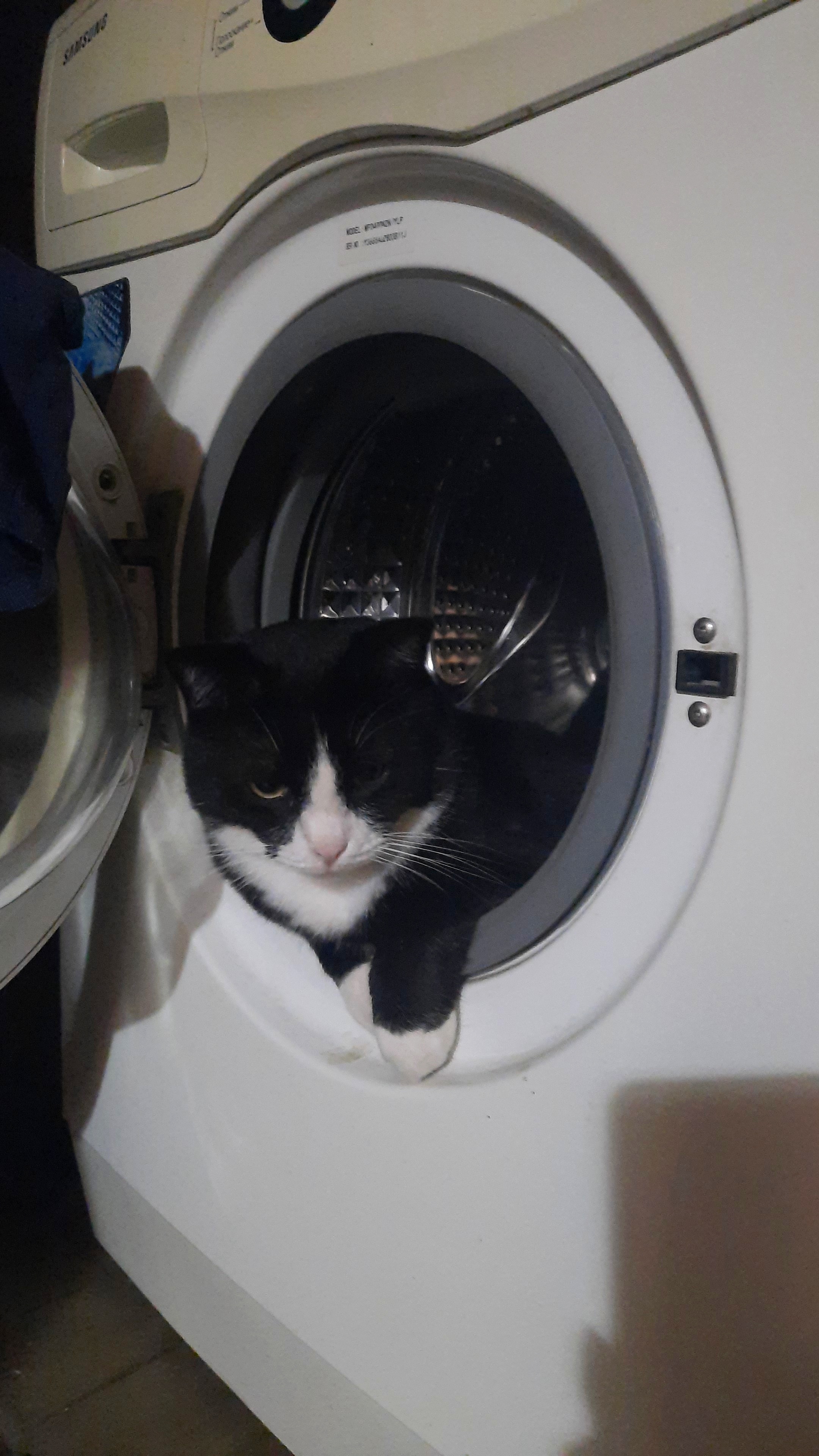 Фото питомца: кот Саймон ищет непривычные места для отдыха