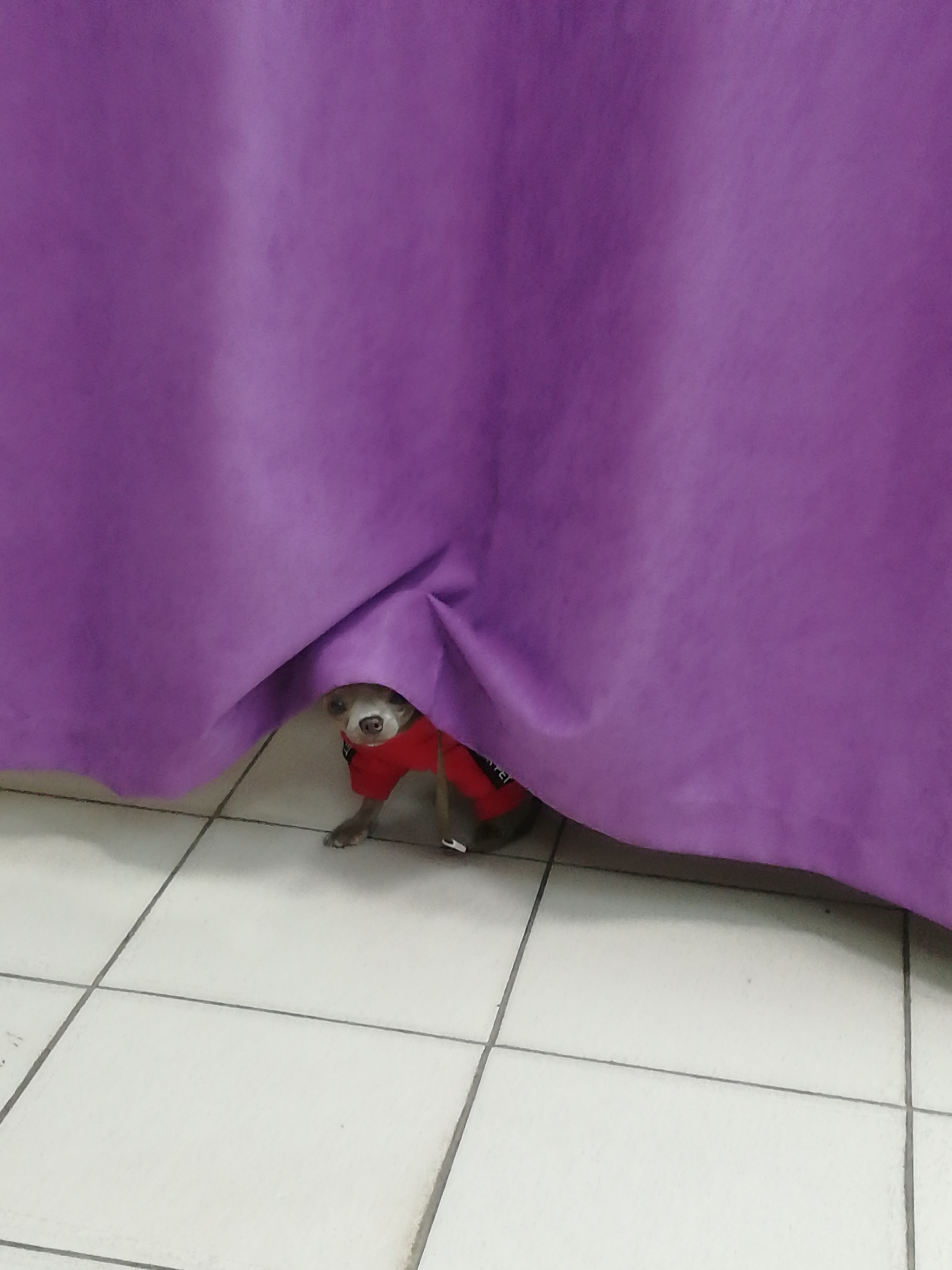 Фото питомца: собака Феофаня примеряет свитерок в примерочной Wildberries