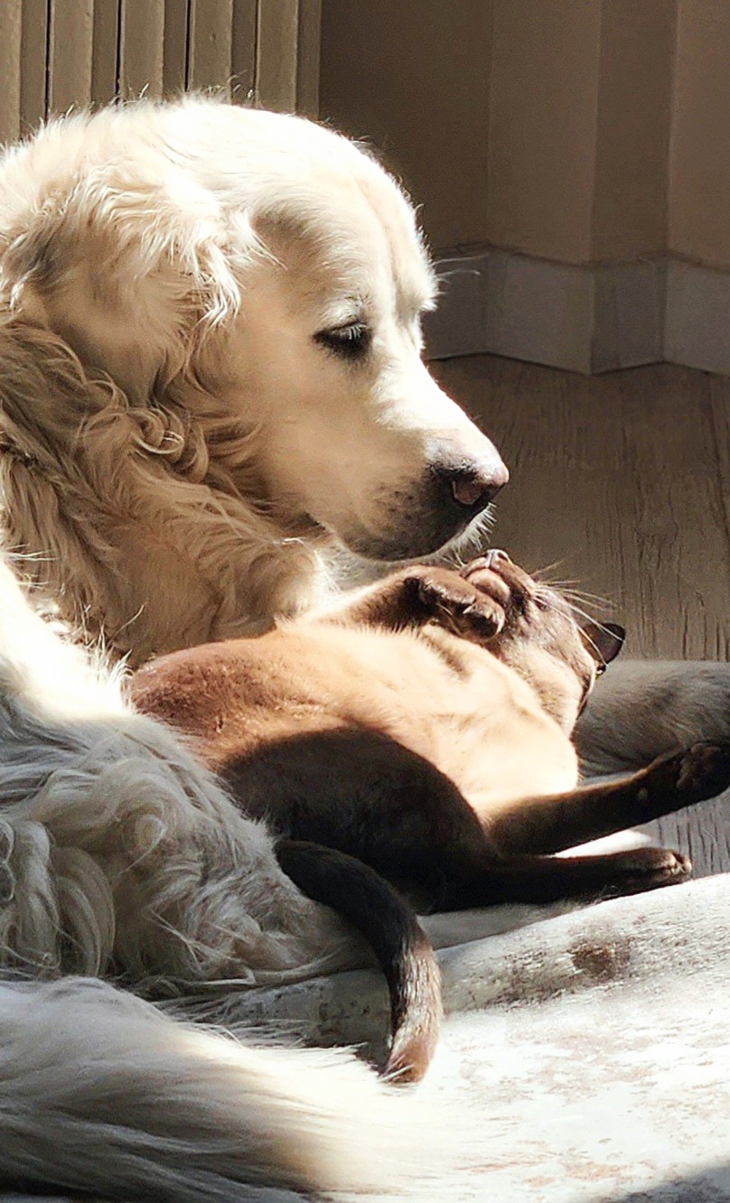 Фото питомца: кот Лаки и пес Жак принимают солнечные ванны