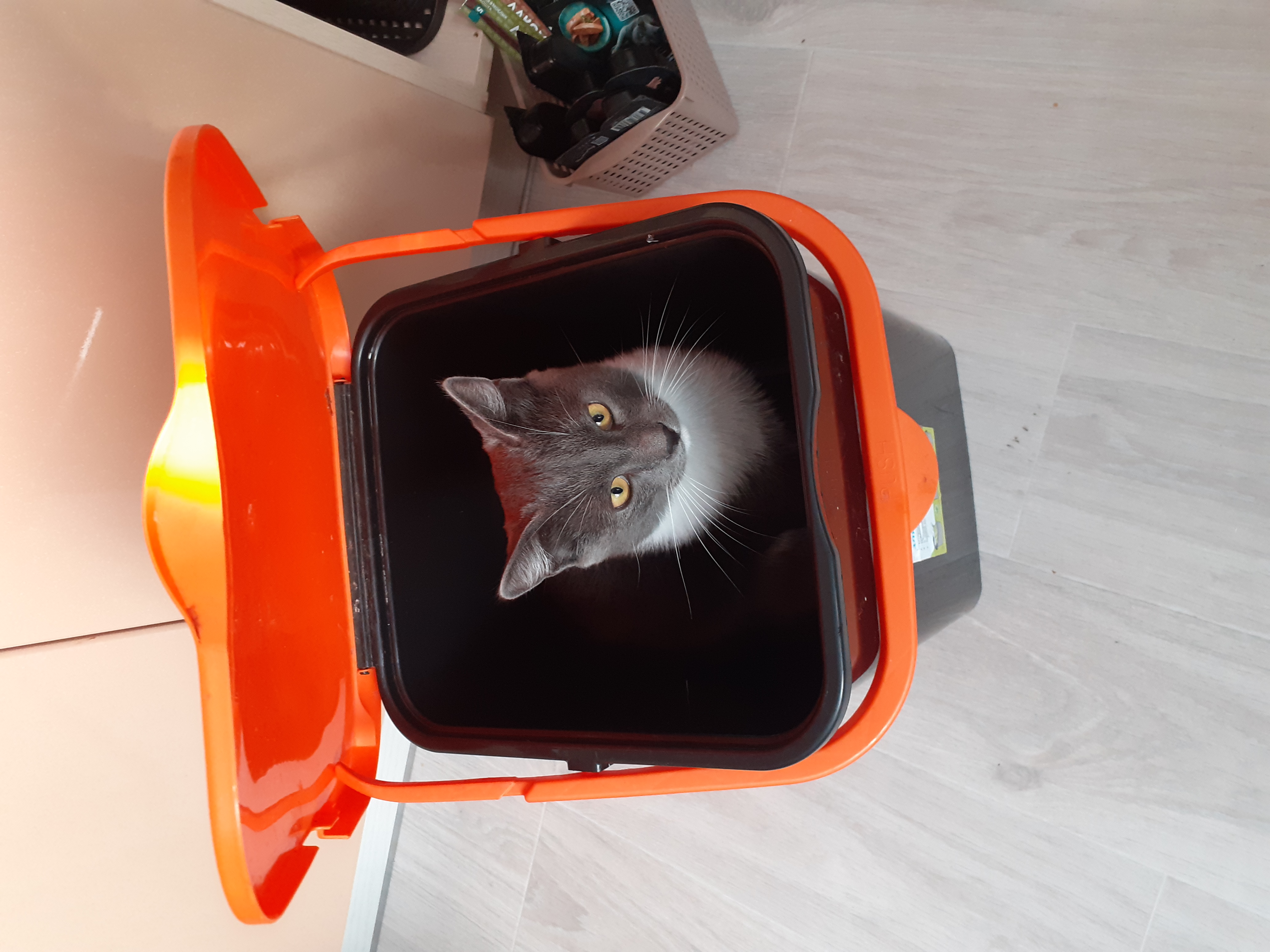 Фото питомца: кот Мишка сидит в ведре