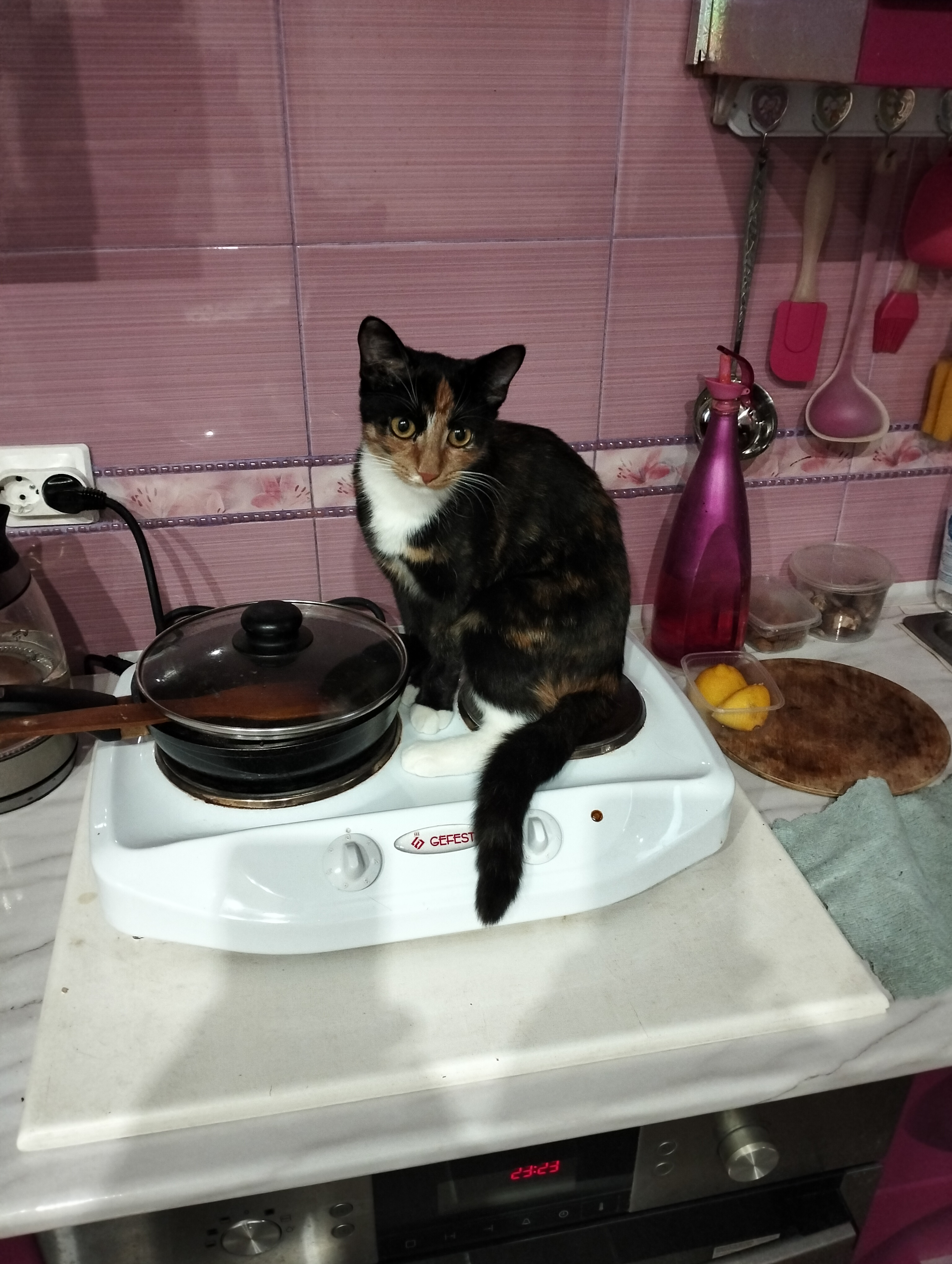 Фото питомца: кошка сидит на плите