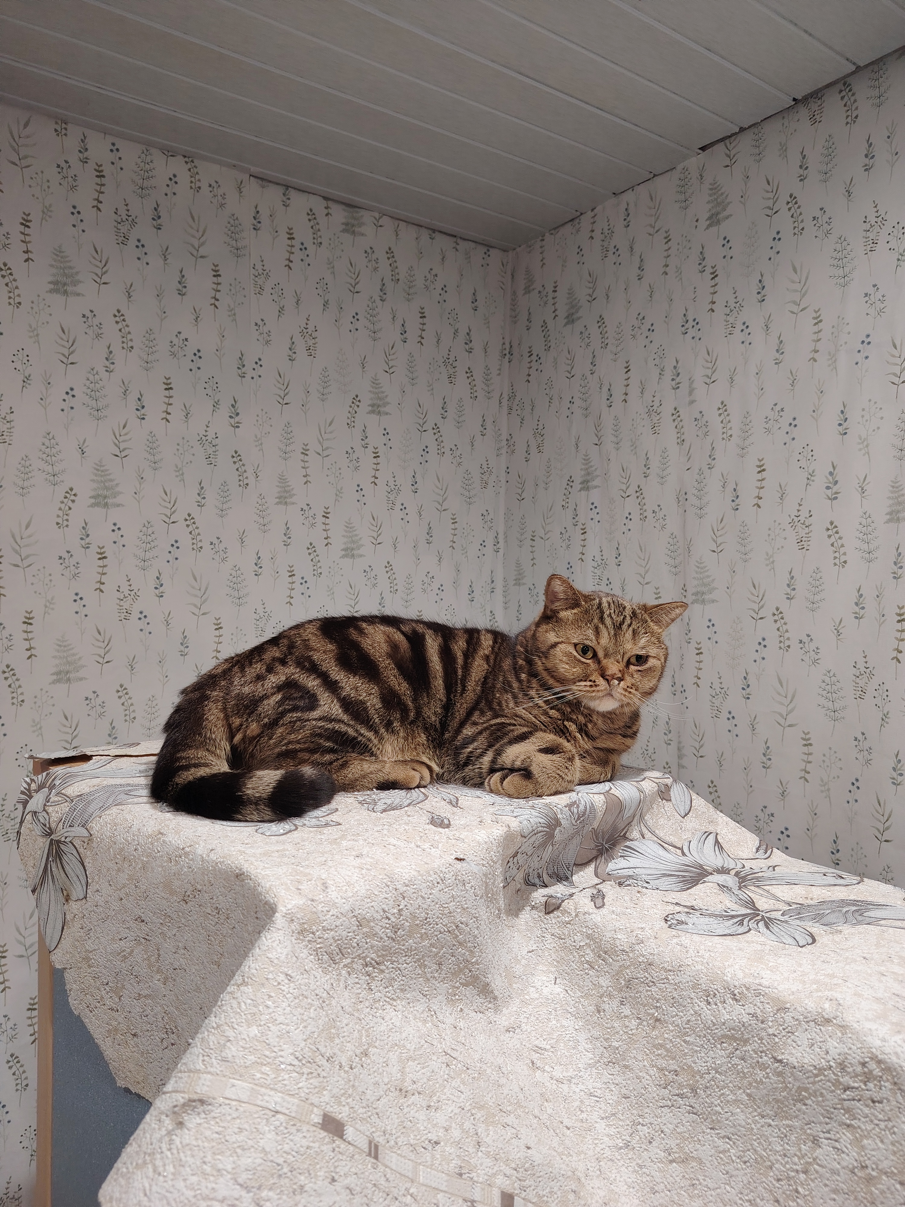 Фото питомца: кот Филя — мохнатый прораб