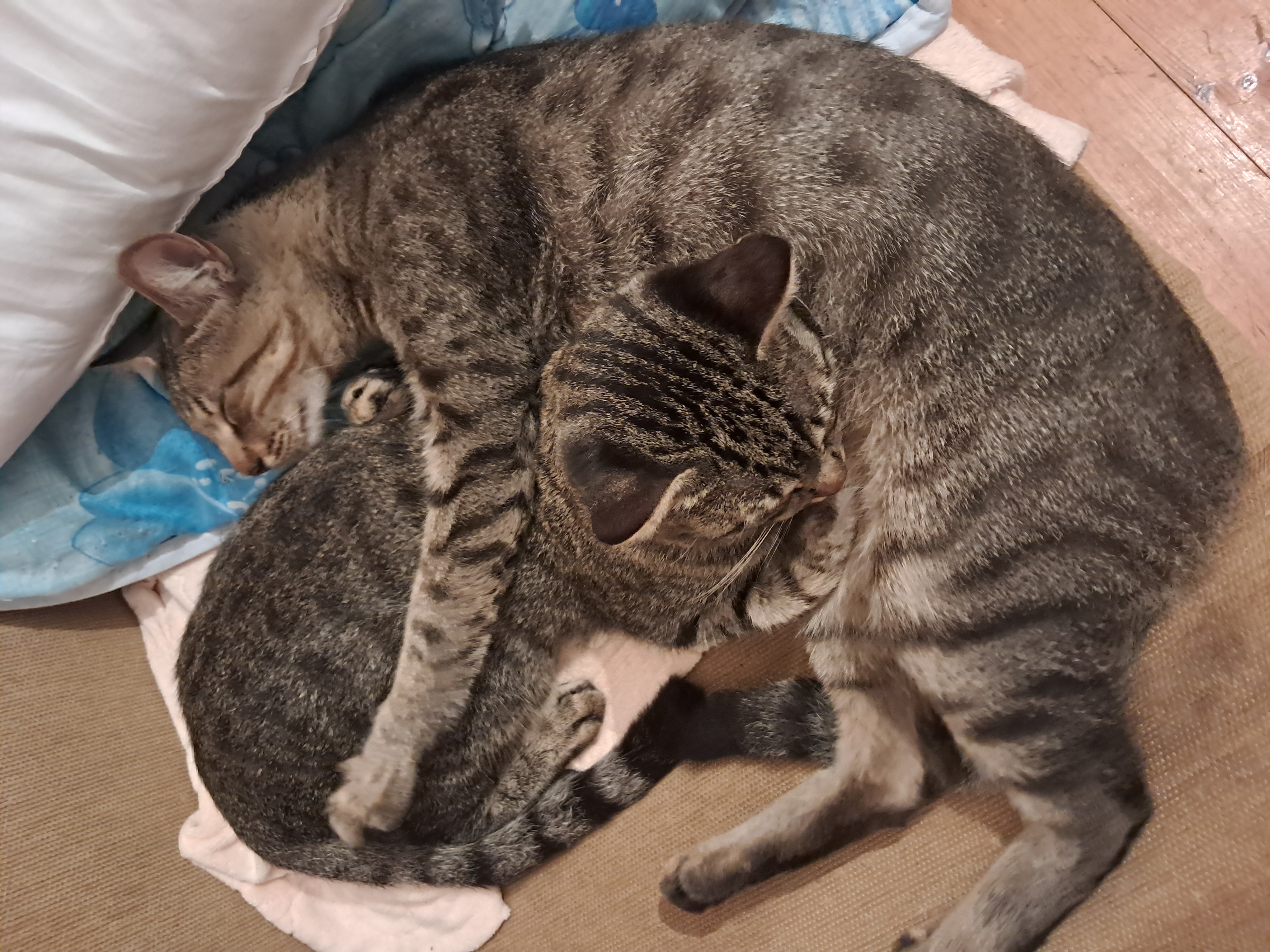 Фото питомцев: коты Шери и Барс демонстрируют любовь