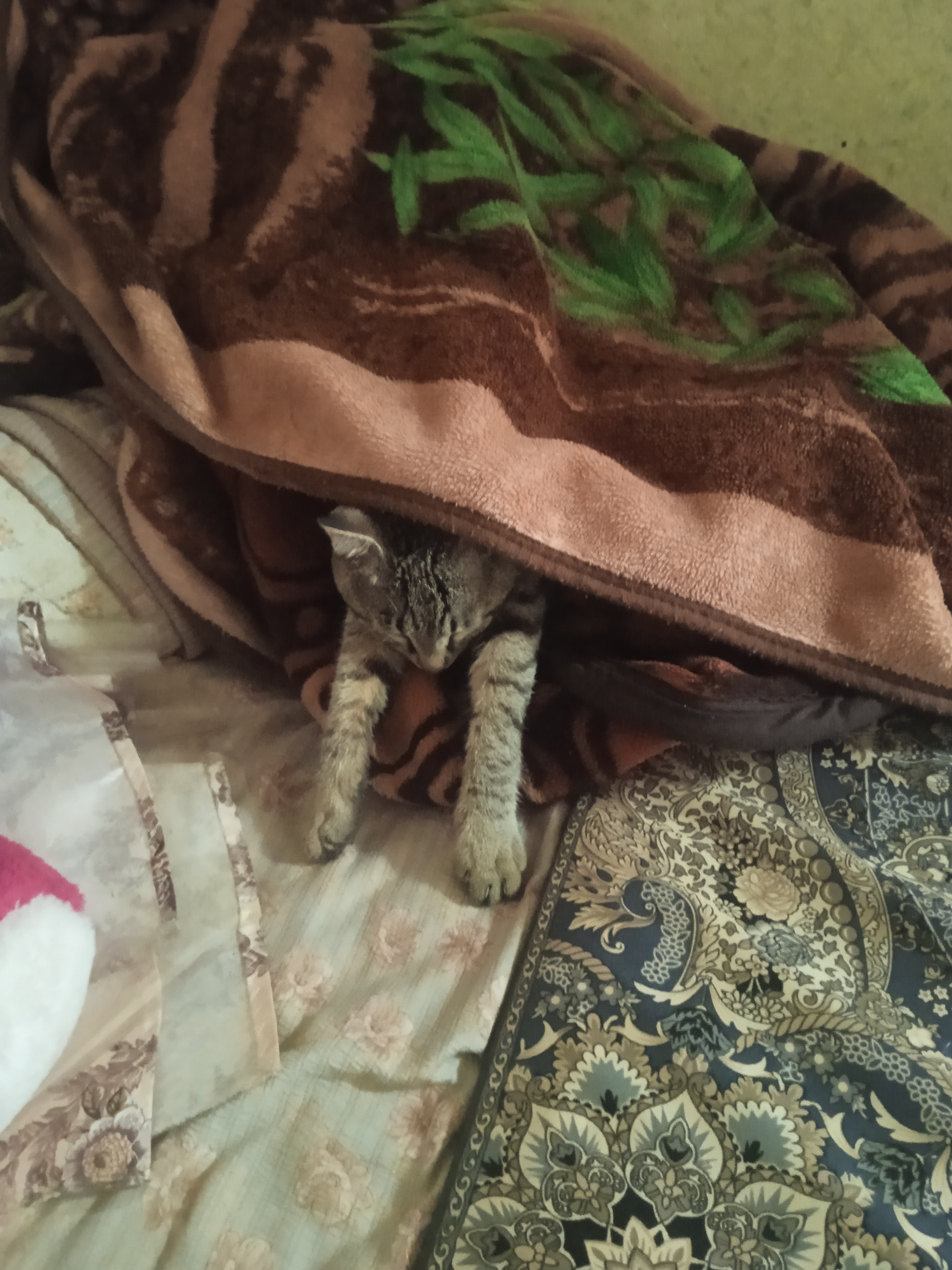 Фото питомца: кот Мурпус наслаждается отдыхом