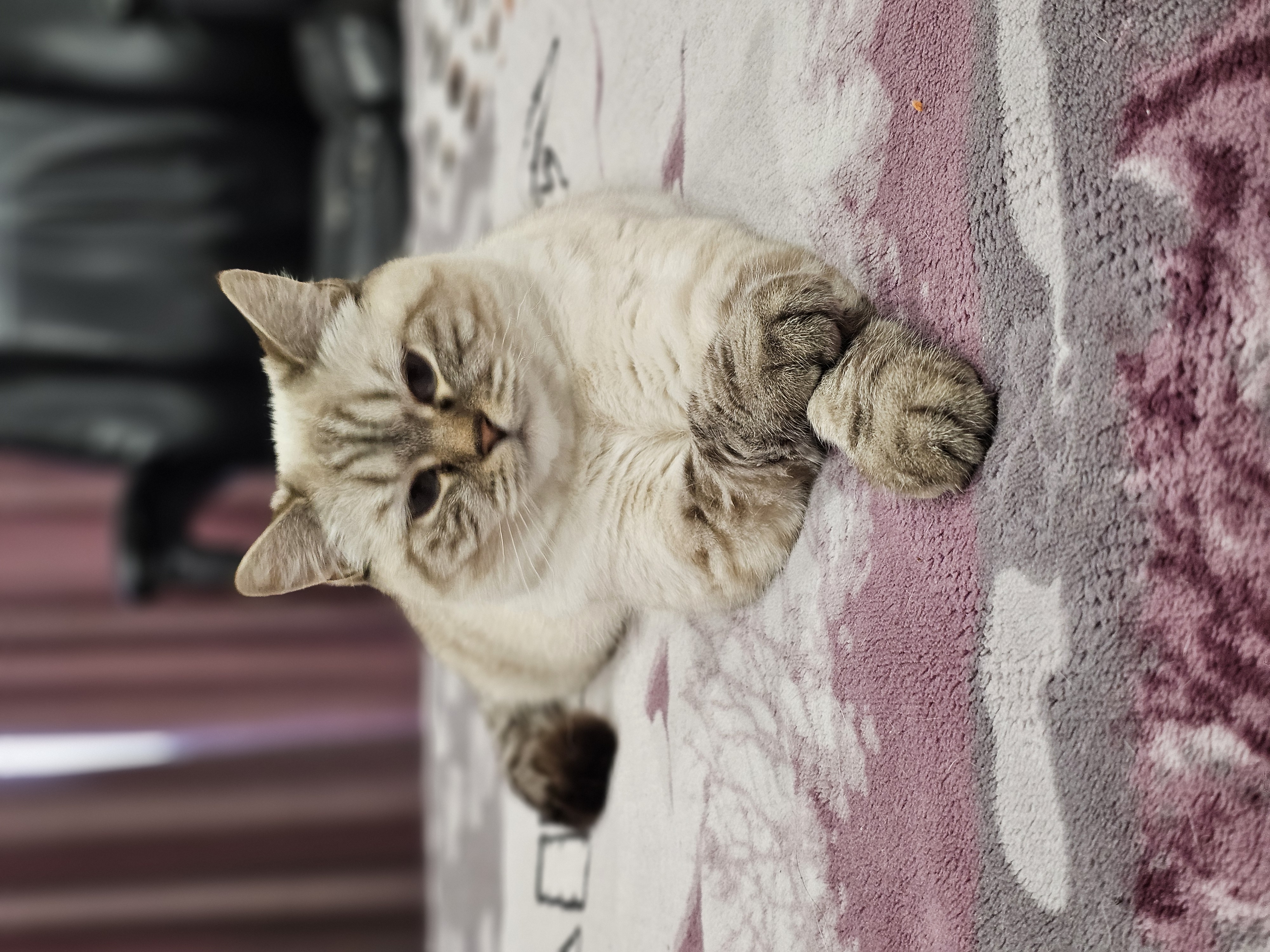 Фото питомца: кошка Симка позирует