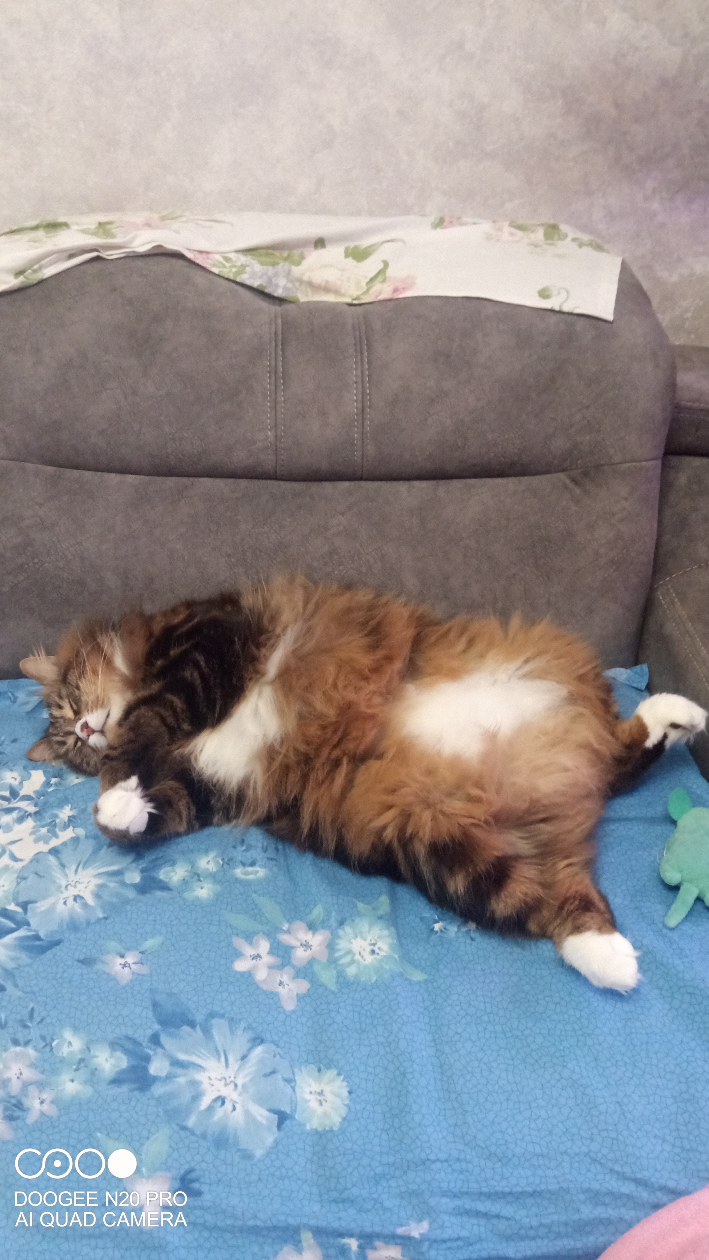 Фото питомца: курильский бобтейл Валет сладко спит