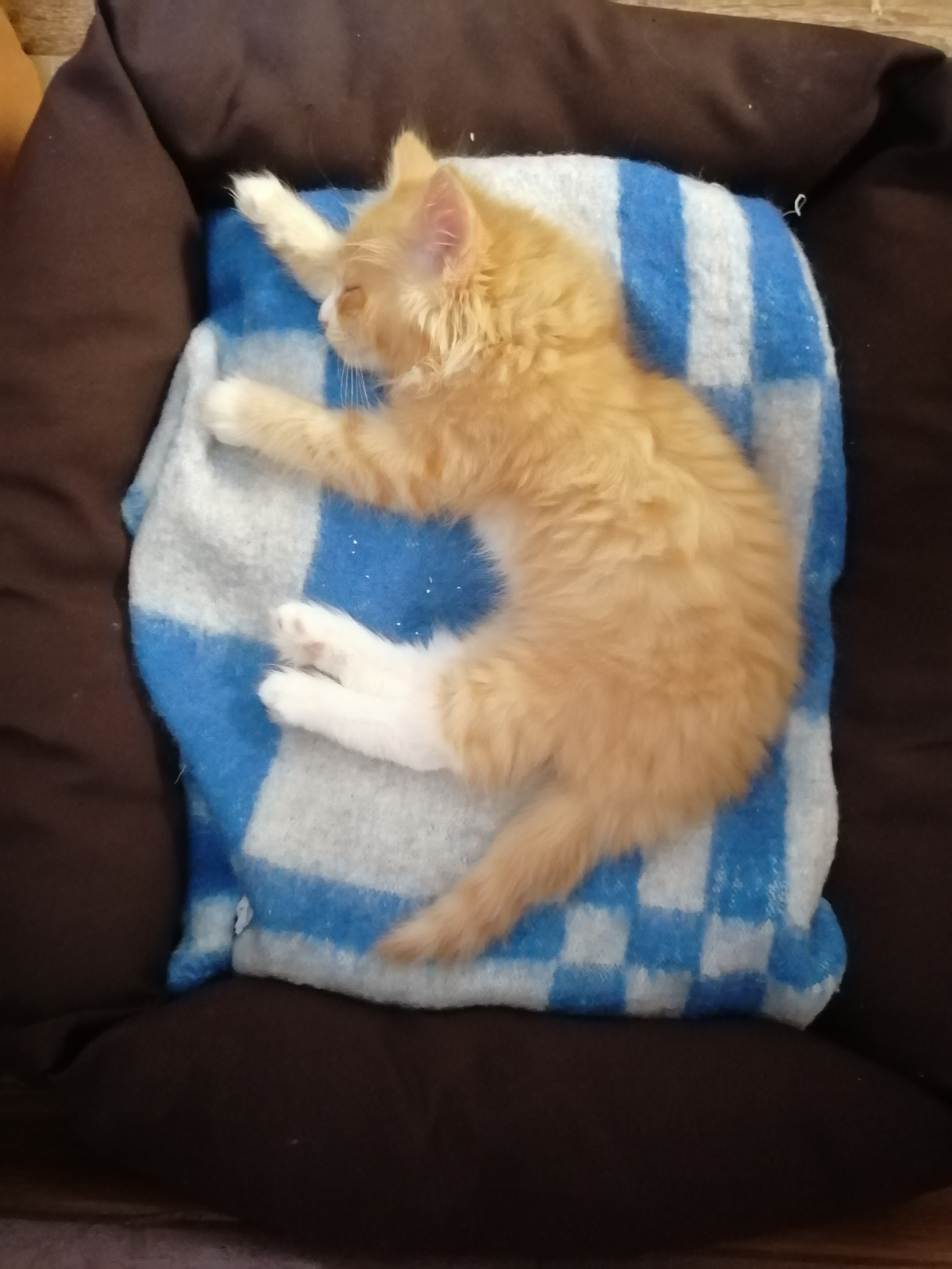 Мы нашли котенка Рыжика на улице, вылечили его и отдали в добрые руки