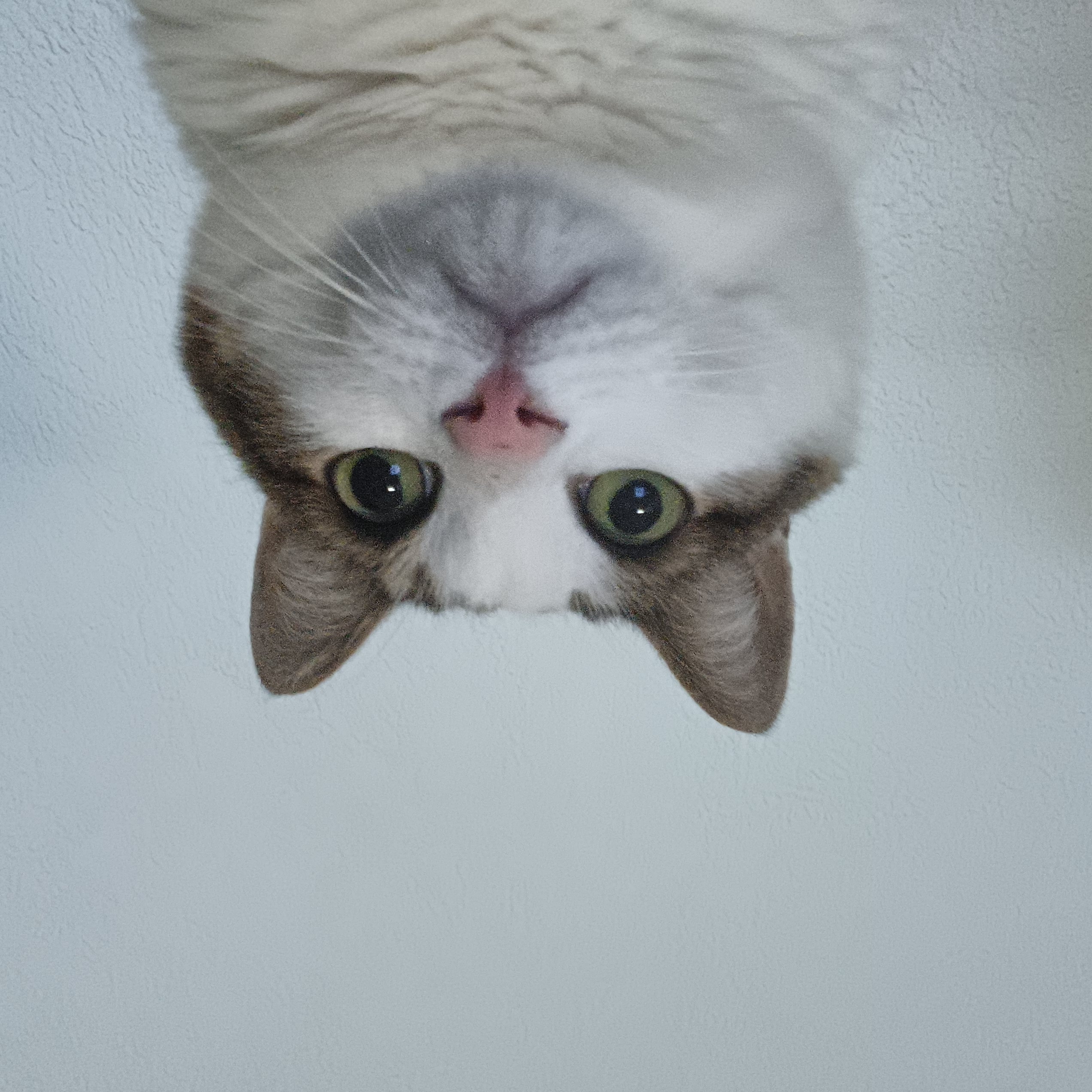 Фото питомца: кот Тихон крайне удивлен