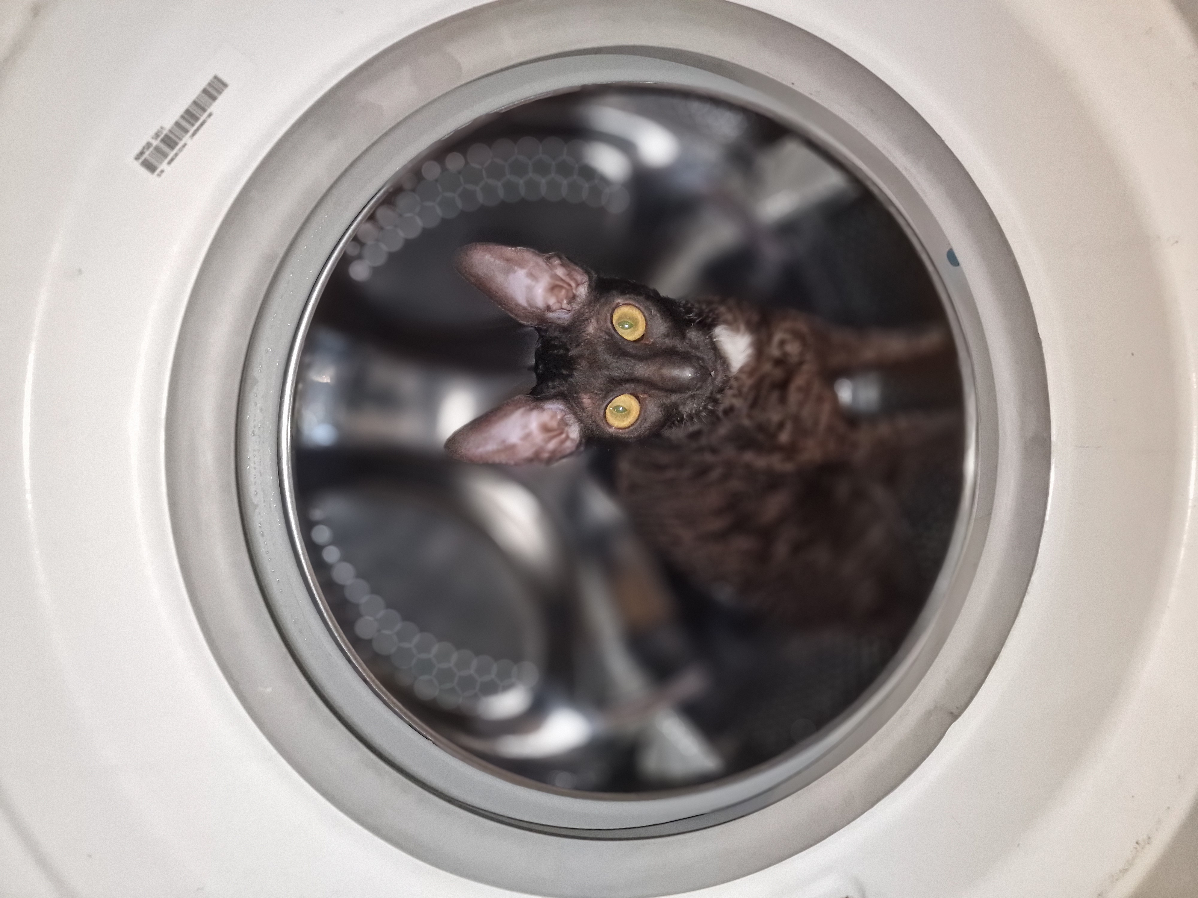 Фото питомца: кошка Буся собралась на Марс