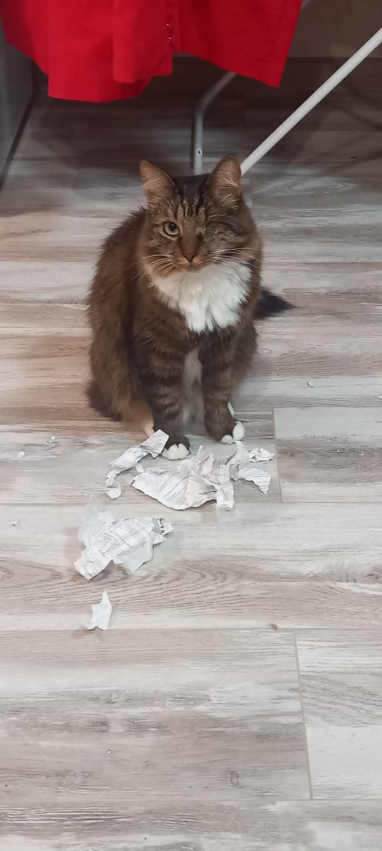 Фото питомца: кот закончил разбирать бумаги