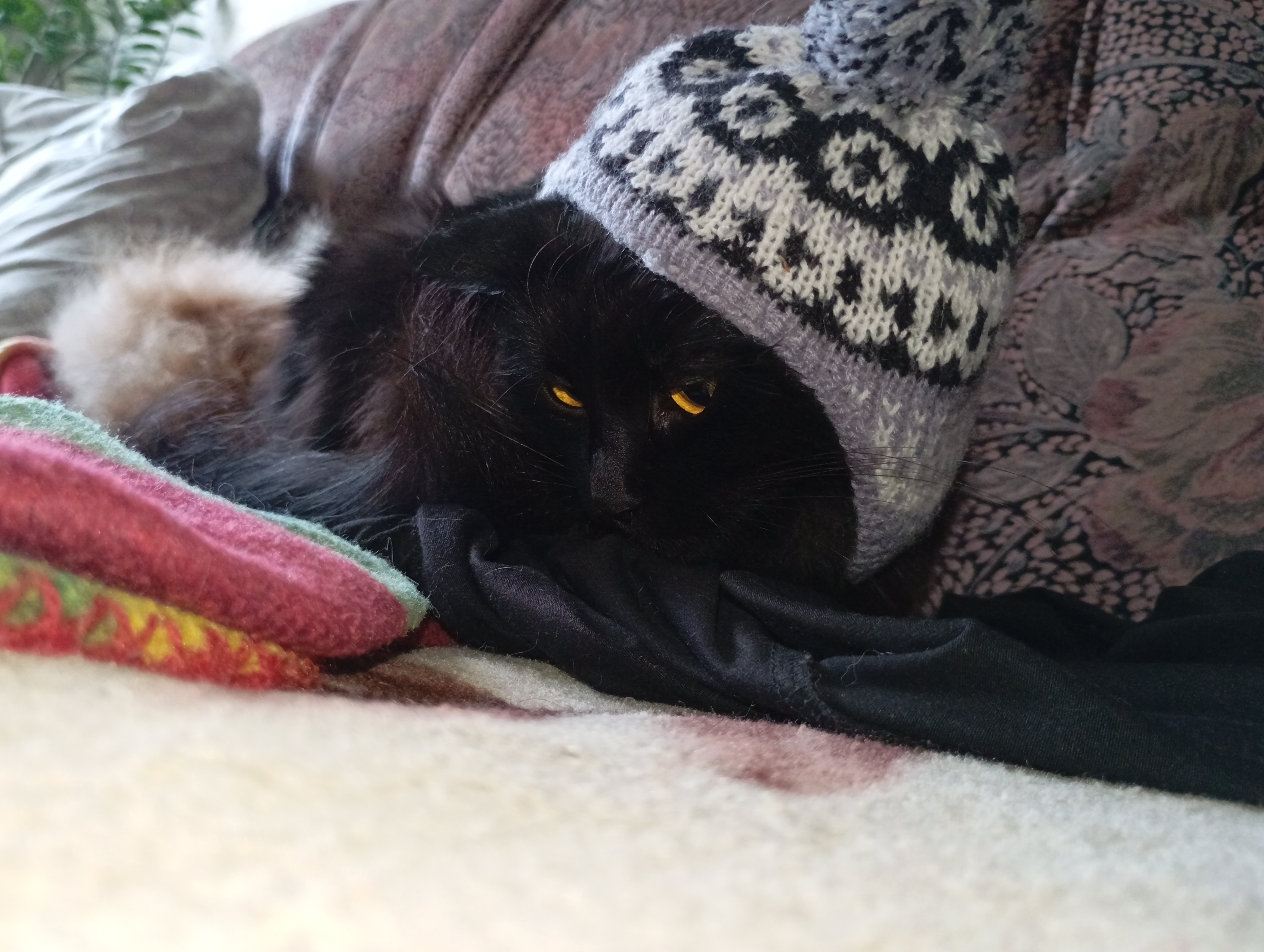 Фото питомца: кошка Ночильда в шапочке