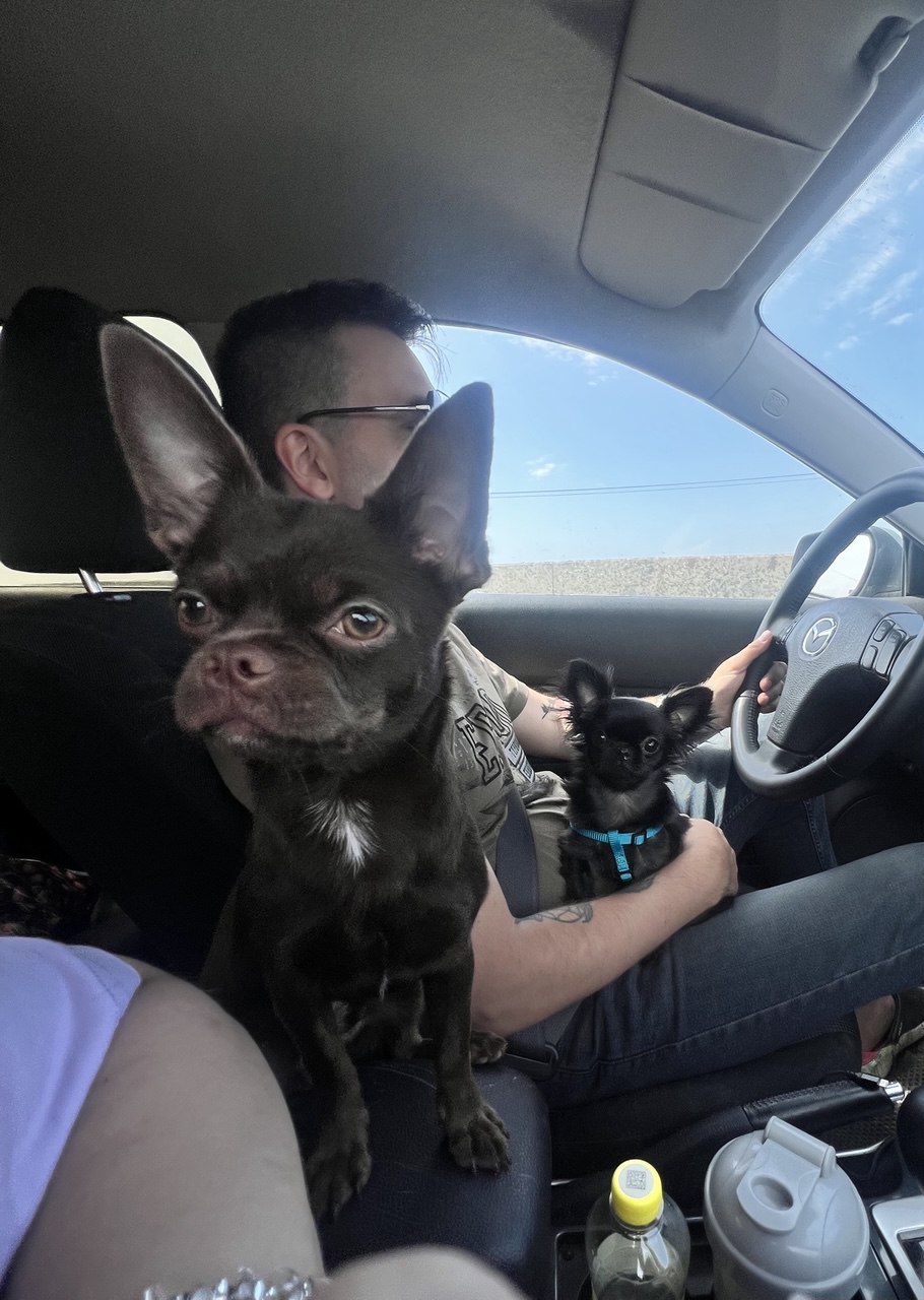 Фото питомцев: чихуахуа Чип и Тема путешествуют на машине