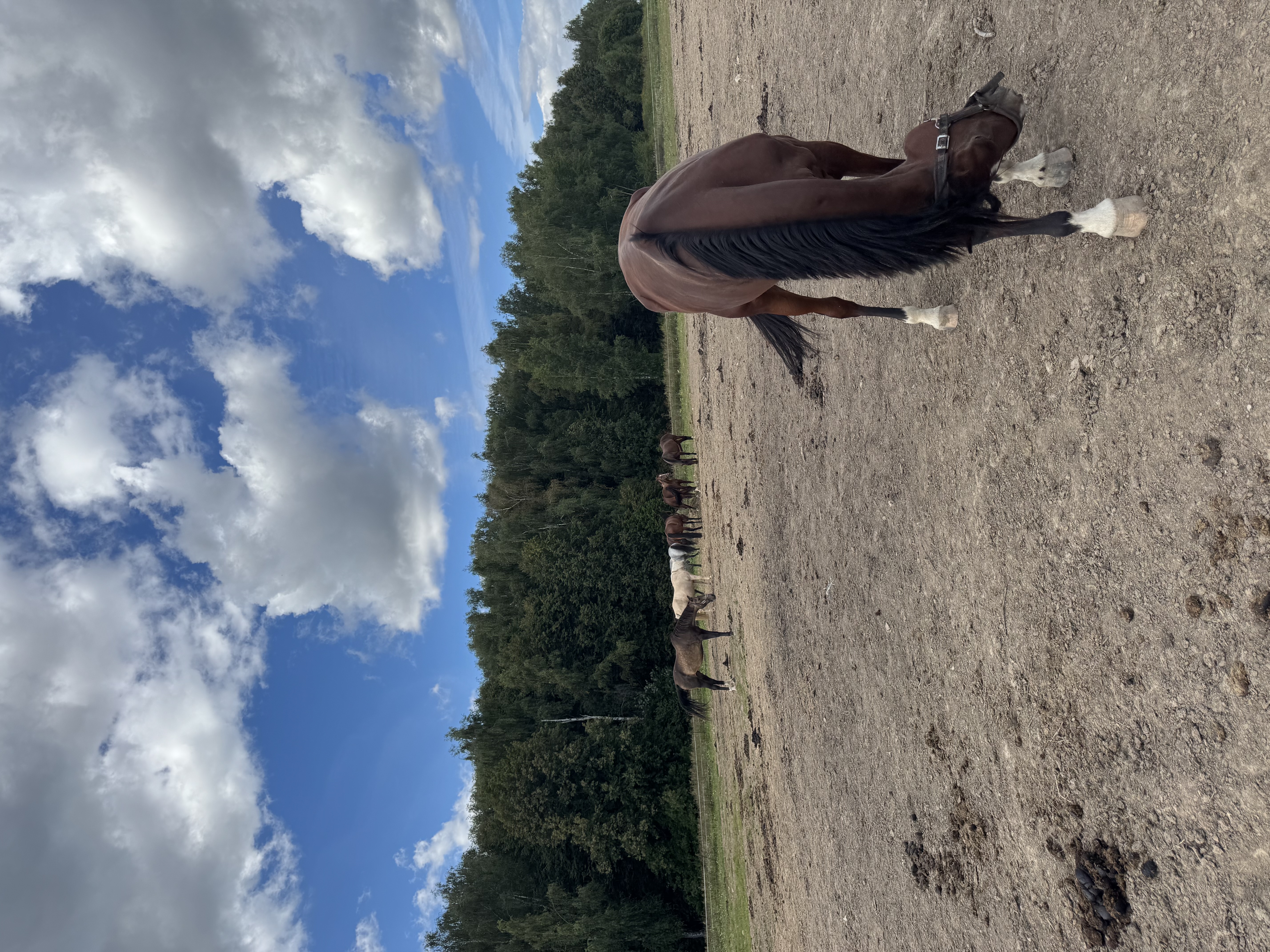 Я забираю лошадь, выкупленную с бойни