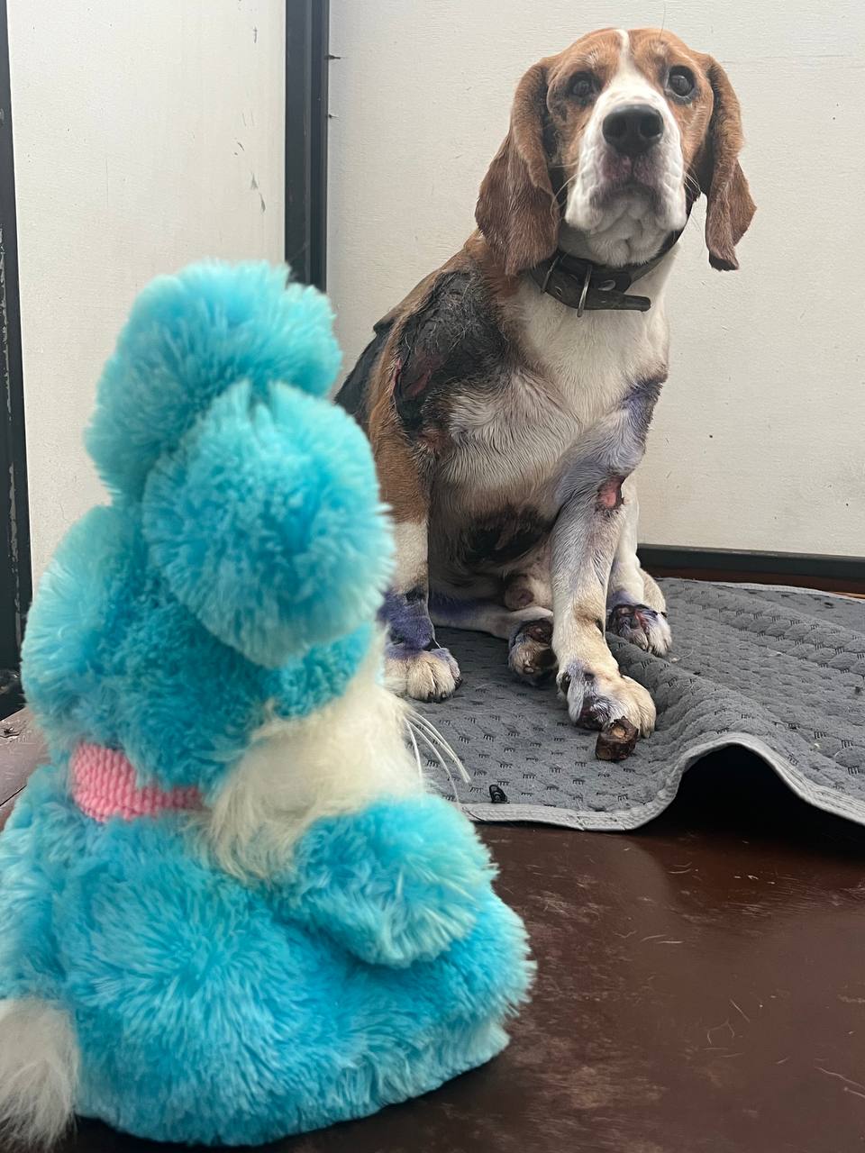 Я начала помогать животным и поняла, что это меняет не только их жизнь, но и мою