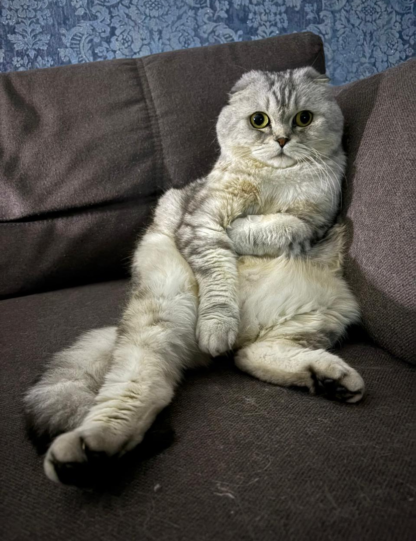 Фото питомца: мудрый, пушистый и слегка наглый кот Сильвер
